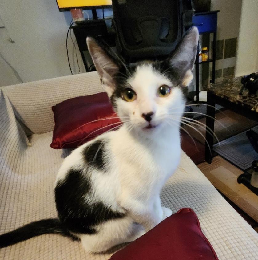 Panda, a Adoptable Tuxedo in Fayetteville, NC image 3/3