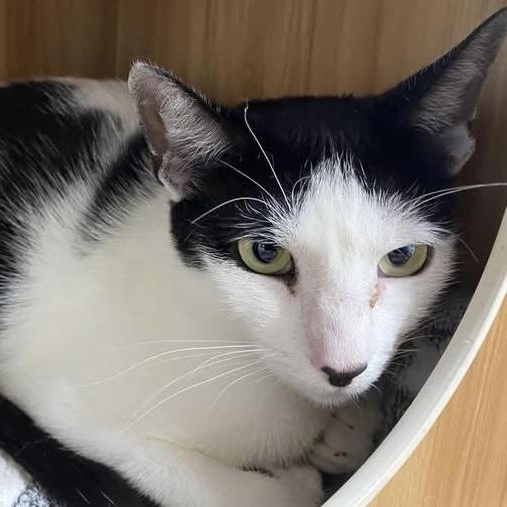 Panda - come meet me at The Kitten Around Cat Lounge in Carthage, Adoptable, Kitten Male Tuxedo.
