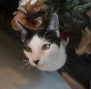 Panda, a Adoptable Tuxedo in Fayetteville, NC image 4/4