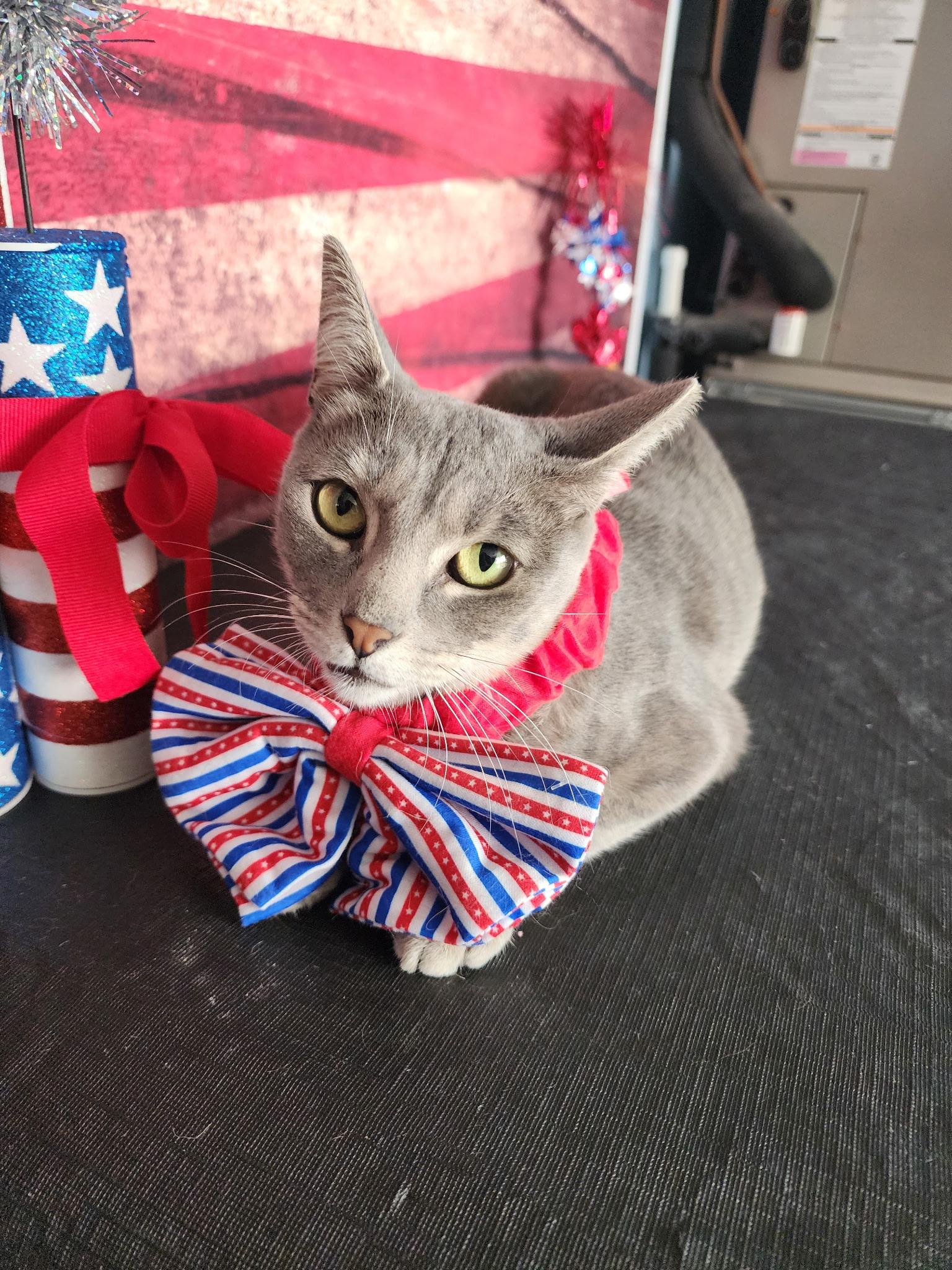 Gracie, adopted, Adult Female Domestic Short Hair.