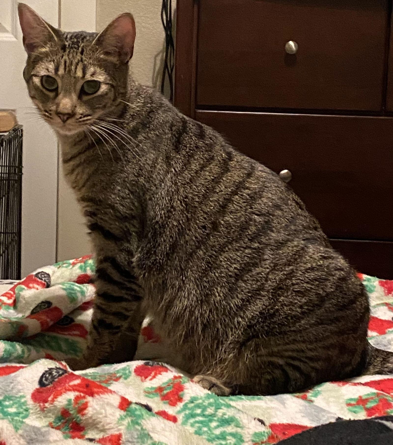 Sebastian (Napa Petco), Adoptable, Kitten Male Bengal & Domestic Short Hair.