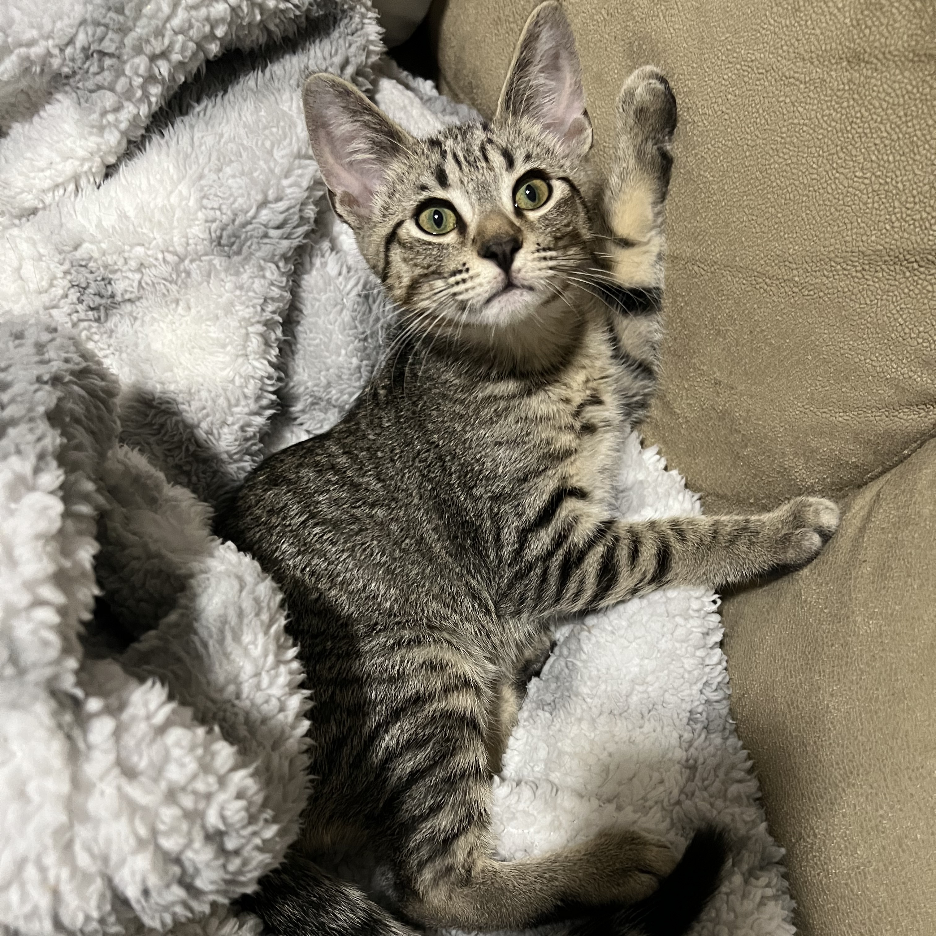 Sebastian (Napa Petco), an adoptable Bengal, Domestic Short Hair in Napa, CA, 94558 | Photo Image 1
