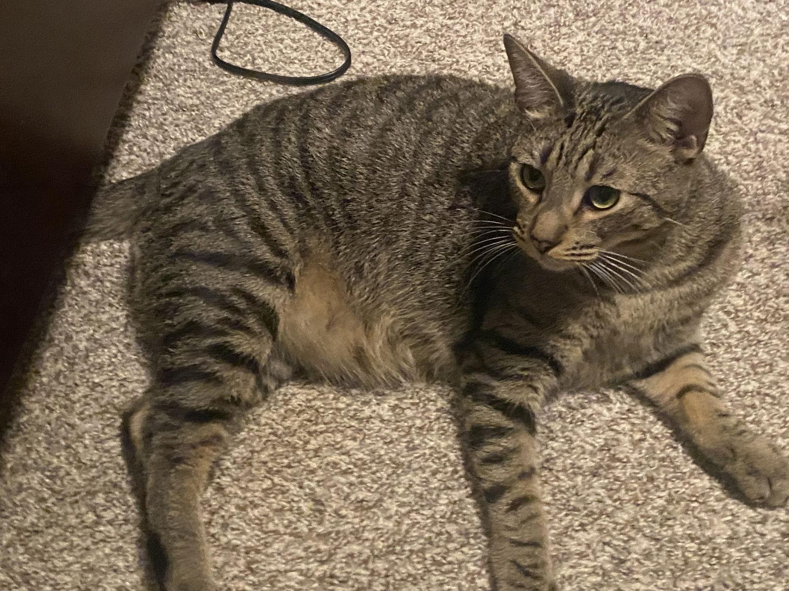 Sebastian (Napa Petco), Adoptable, Kitten Male Bengal & Domestic Short Hair.