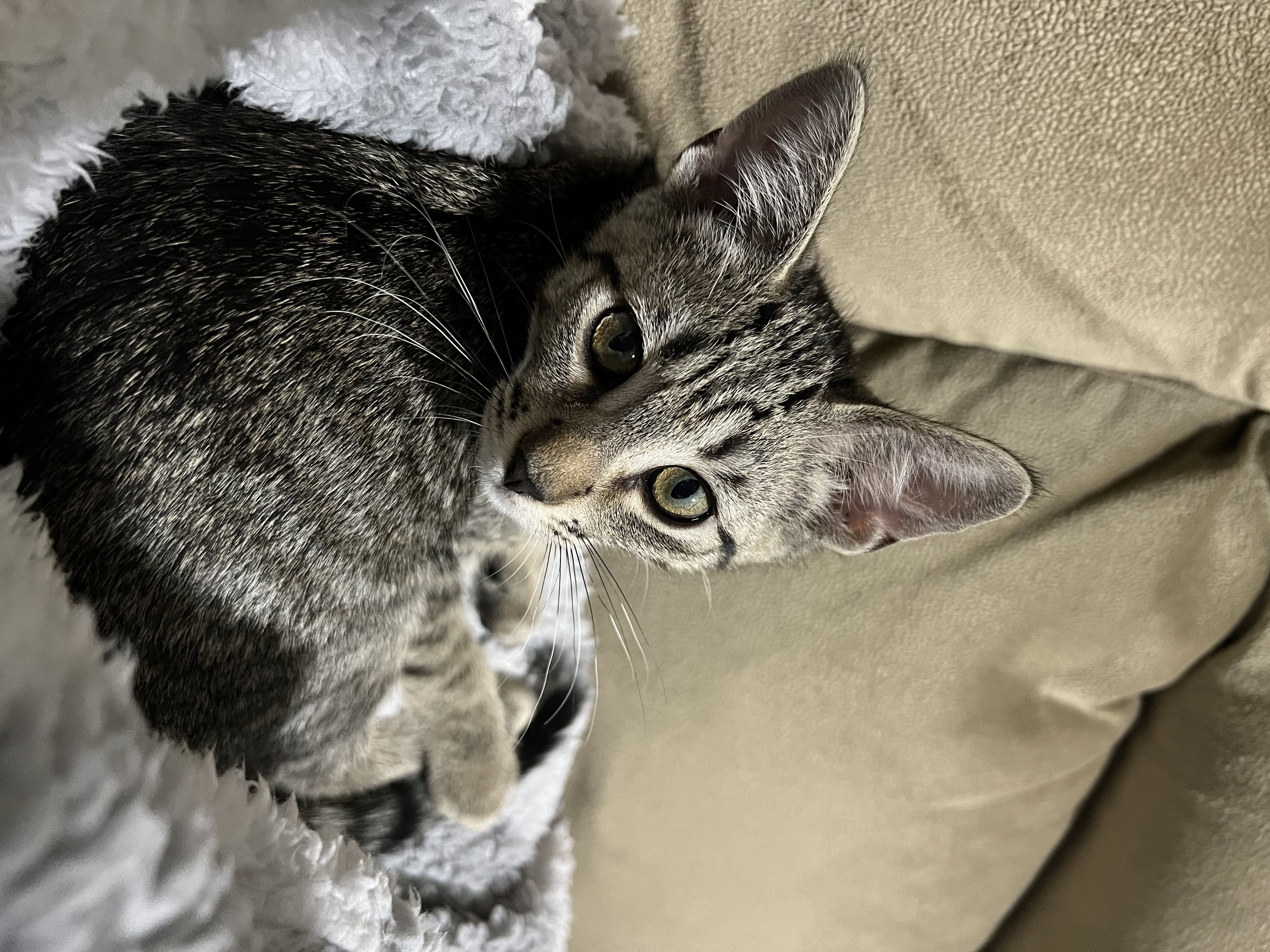 Sebastian (Napa Petco), an adoptable Bengal, Domestic Short Hair in Napa, CA, 94558 | Photo Image 3
