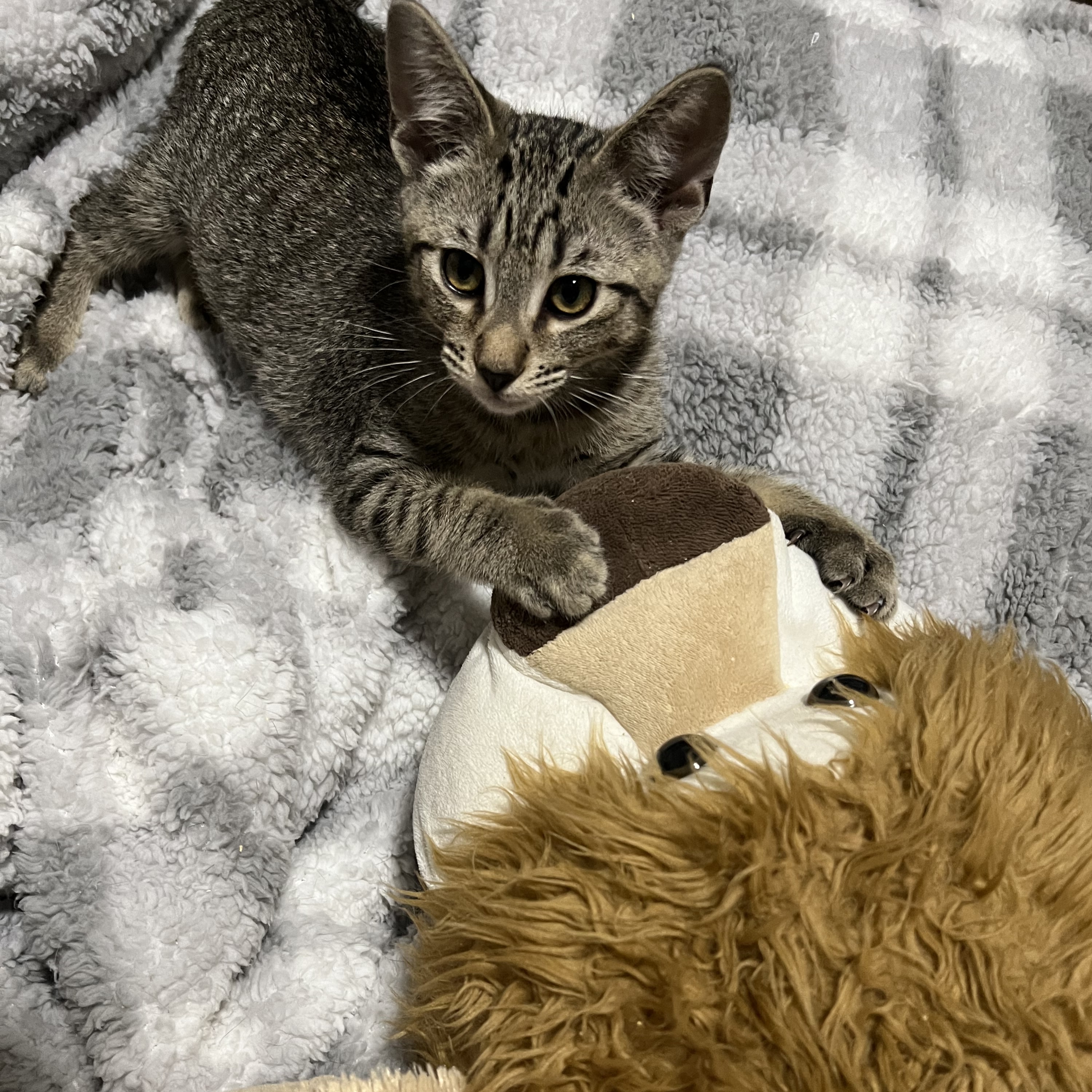 Sebastian (Napa Petco), an adoptable Bengal, Domestic Short Hair in Napa, CA, 94558 | Photo Image 2