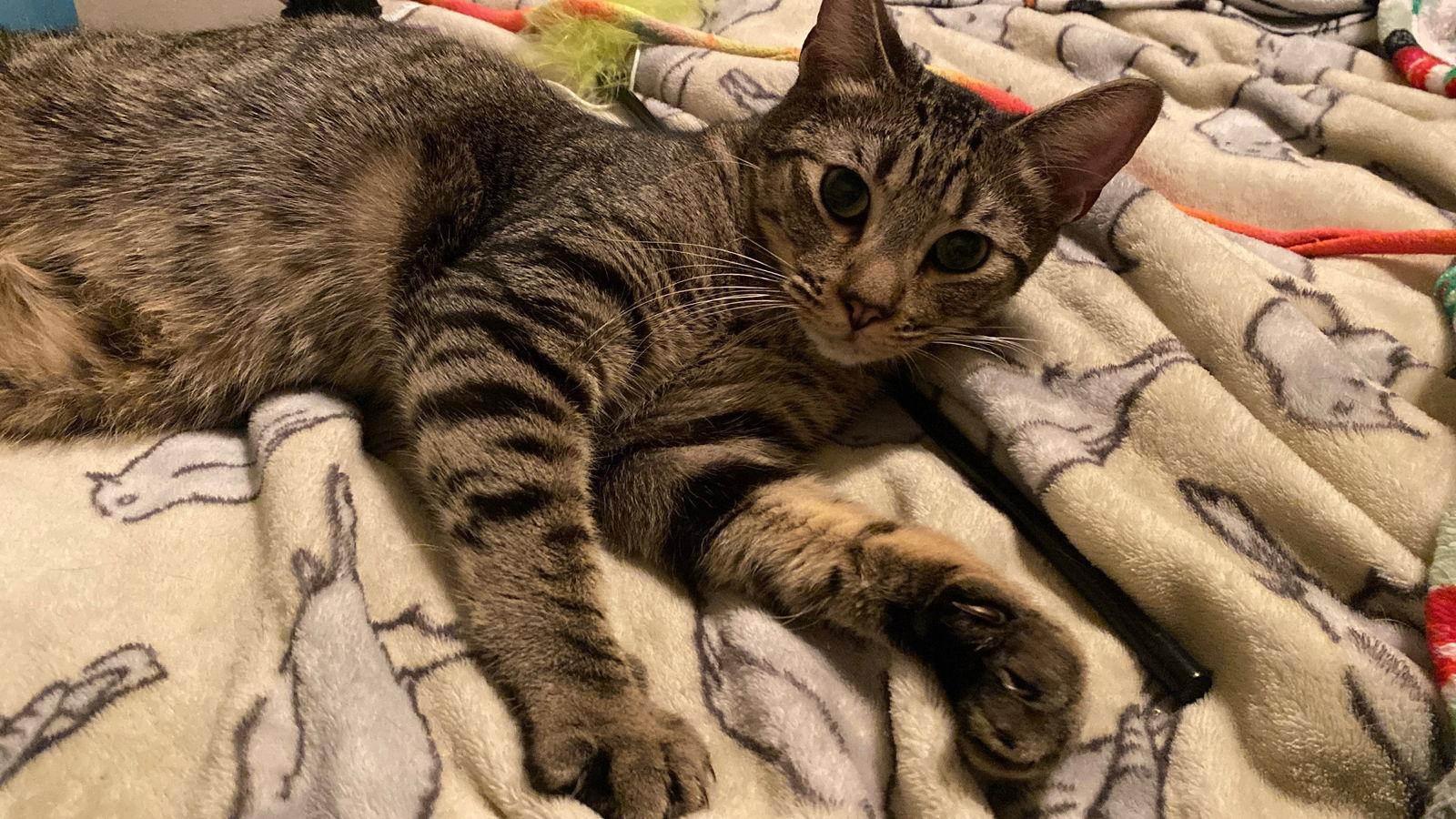 Sebastian (Napa Petco), a Adoptable mixed breed in Napa, CA image 3/3