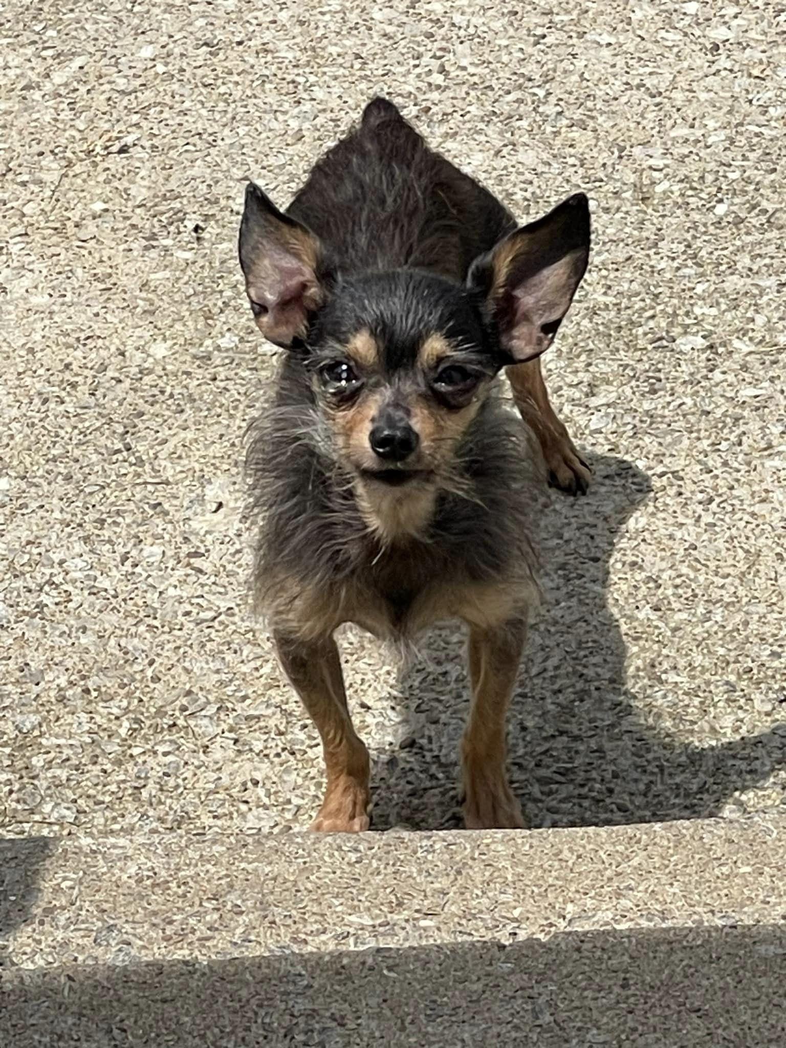 Enlarge Gutherie, a Adoptable Yorkshire Terrier in Fairmont, WV image 1/3