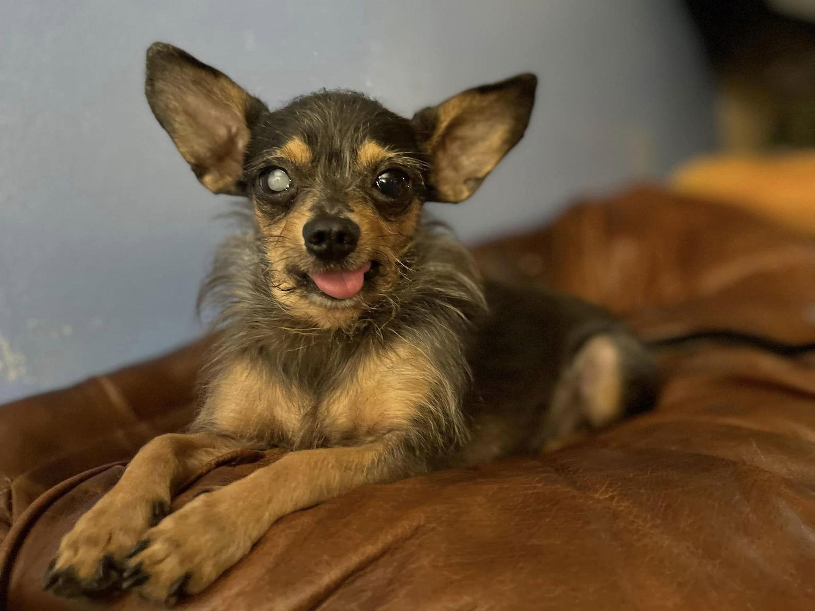 Enlarge Gutherie, a Adoptable Yorkshire Terrier in Fairmont, WV image 2/3