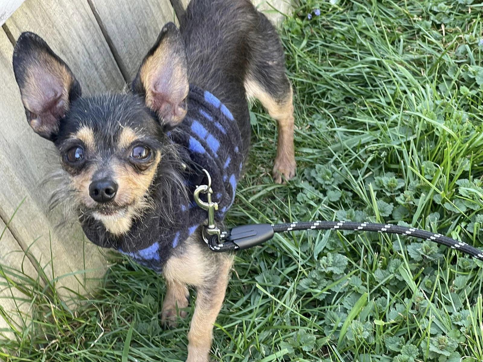 Enlarge Gutherie, a Adoptable Yorkshire Terrier in Fairmont, WV image 3/3