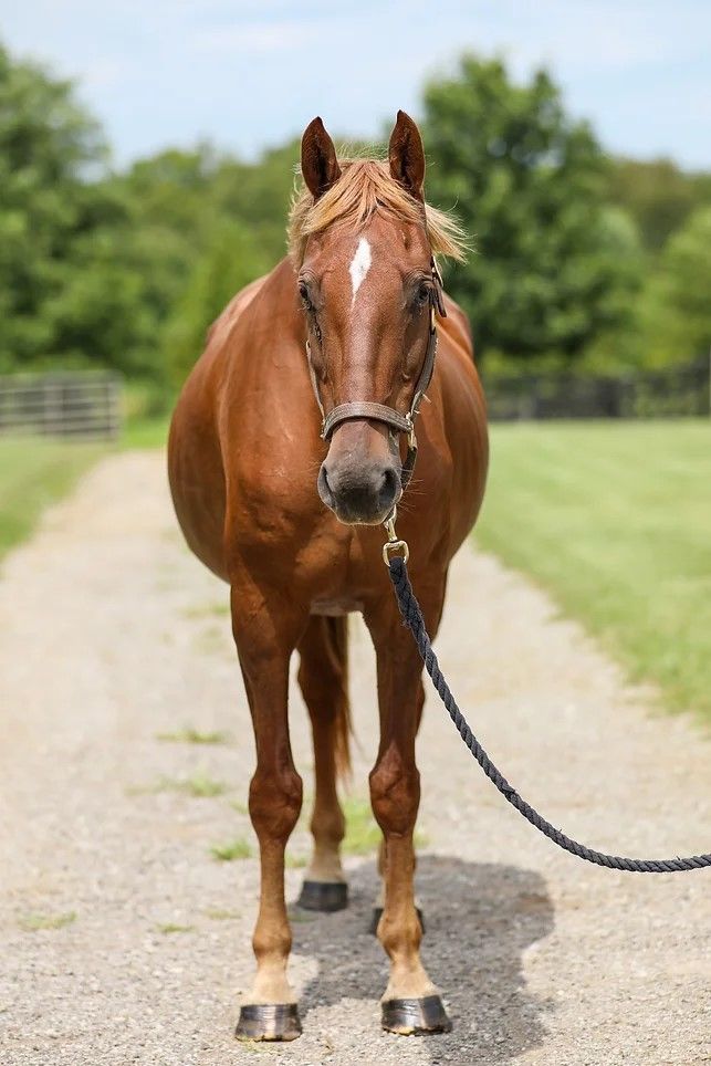 Ember, a Adoptable Saddlebred in Nicholasville, KY image 4/4