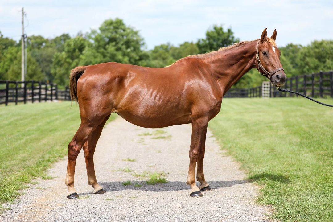 Ember, a Adoptable Saddlebred in Nicholasville, KY image 3/4