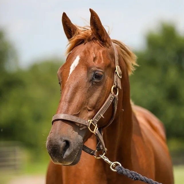 Ember, a Adoptable Saddlebred in Nicholasville, KY image 1/4