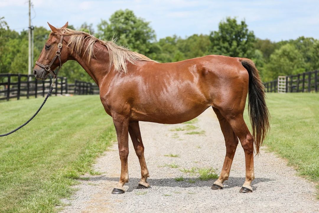Ember, a Adoptable Saddlebred in Nicholasville, KY image 2/4