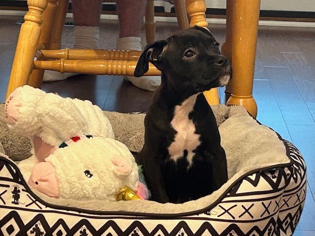Periwinkle, Adopted, Puppy Female Boxer & American Staffordshire Terrier.