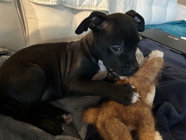 Periwinkle, a Adopted mixed breed in Richmond, VA image 3/3