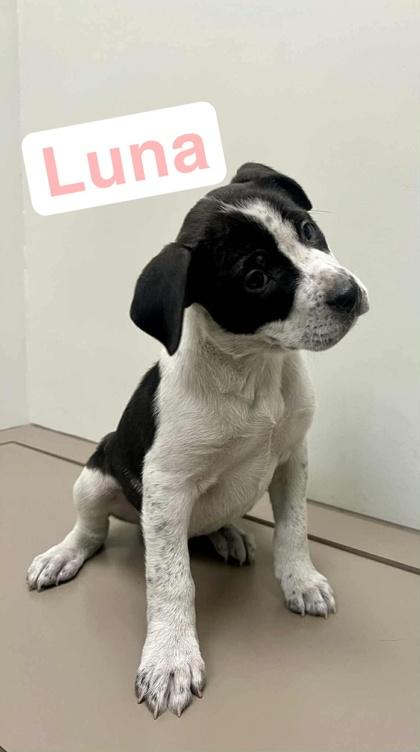 Enlarge Luna, a Adoptable mixed breed in Hobart, IN image 1/2