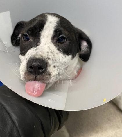 Enlarge Luna, a Adoptable mixed breed in Hobart, IN image 2/2