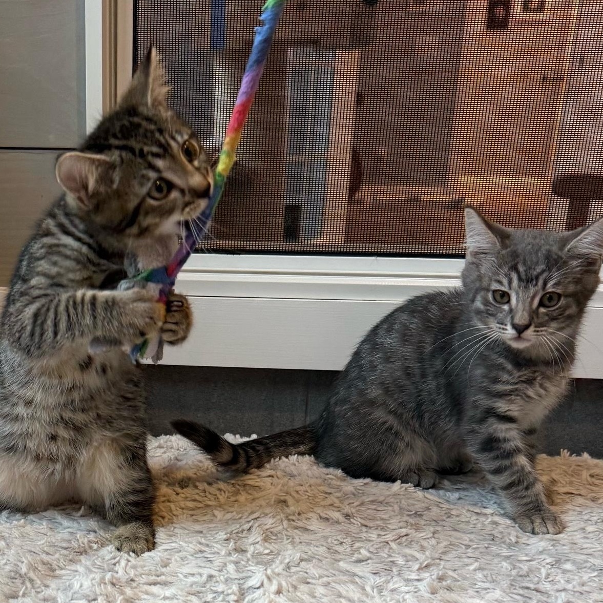 Tom and Jerry - Bonded Pair, ADOPTABLE, Kitten Male Tabby.