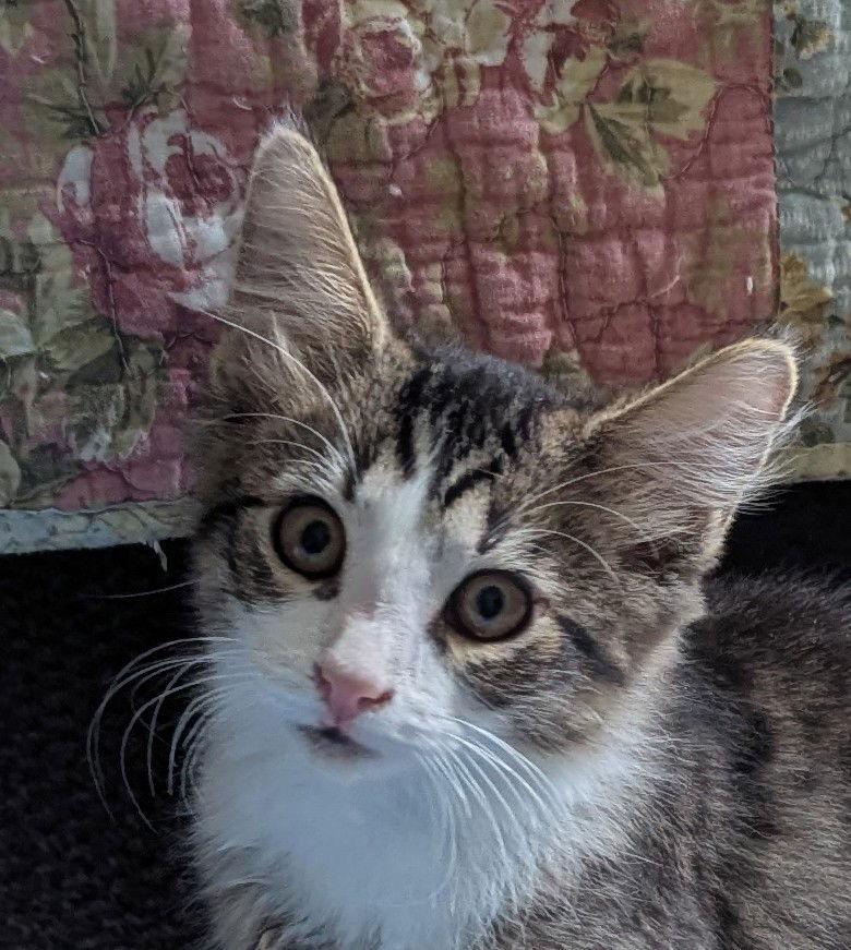 Jules, a Adopted mixed breed in Pensacola, FL image 1/3