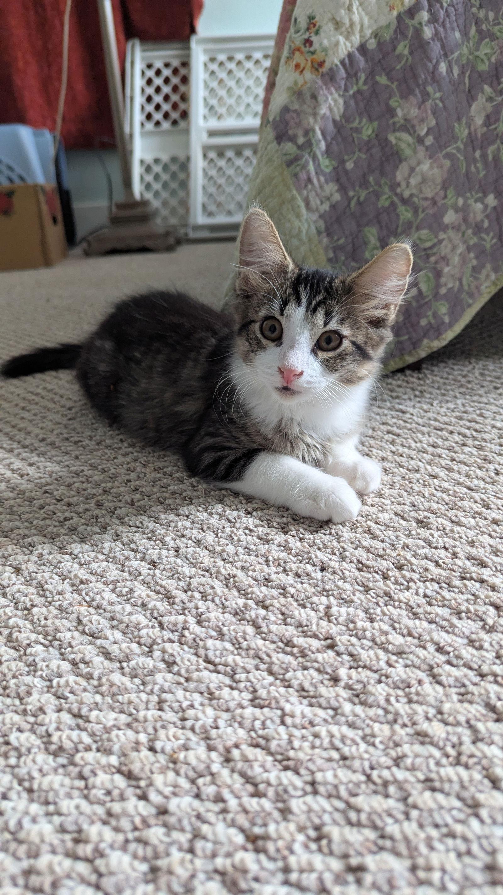 Jules, a Adopted mixed breed in Pensacola, FL image 2/3