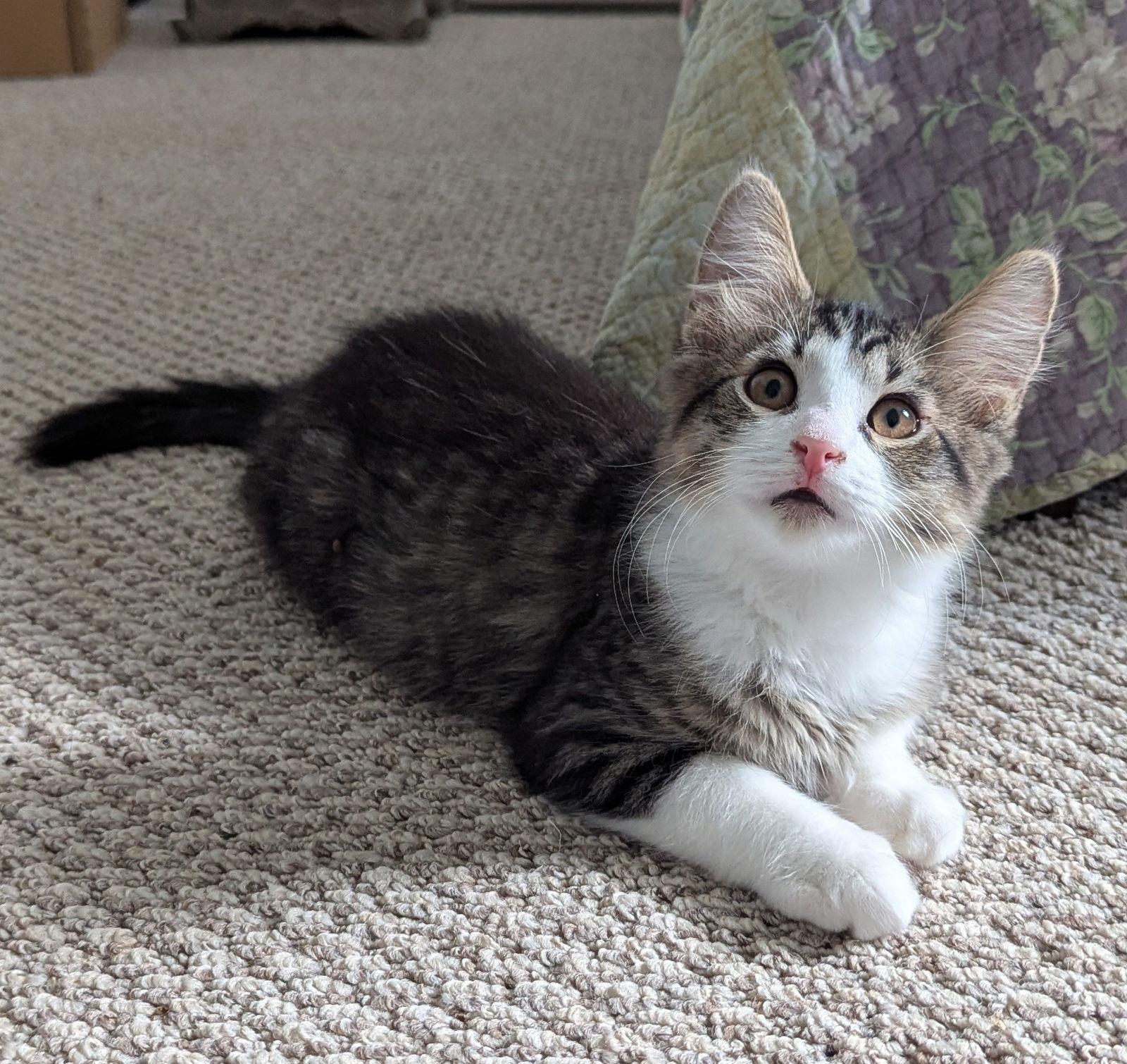 Jules, a Adopted mixed breed in Pensacola, FL image 3/3