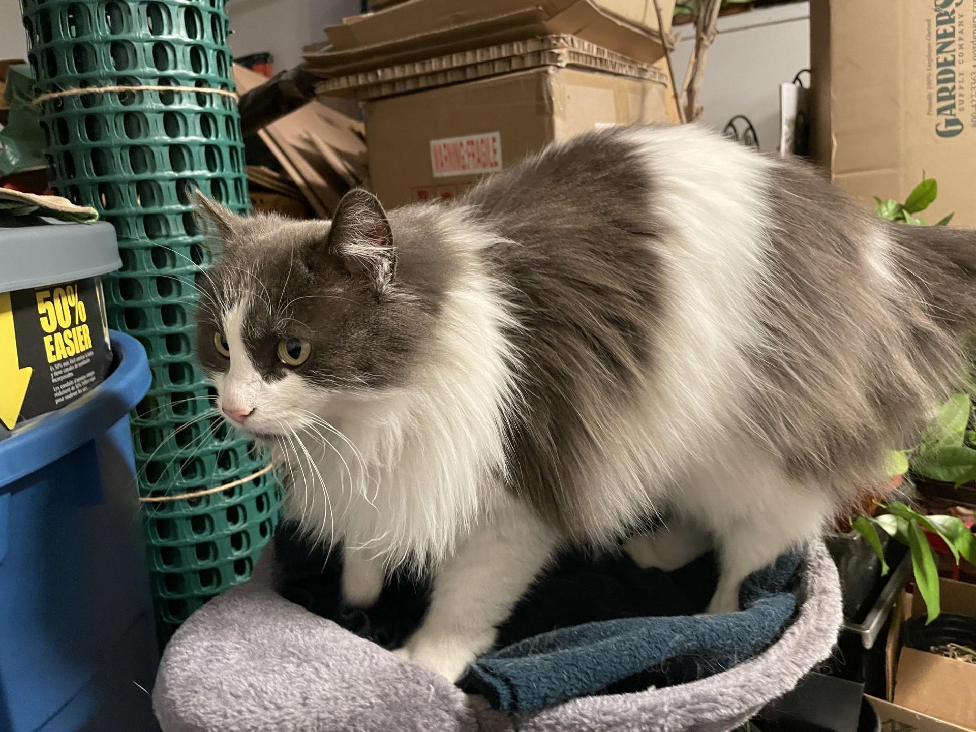 Enlarge MABLE, a ADOPTABLE Calico in North Kansas City, MO image 2/2