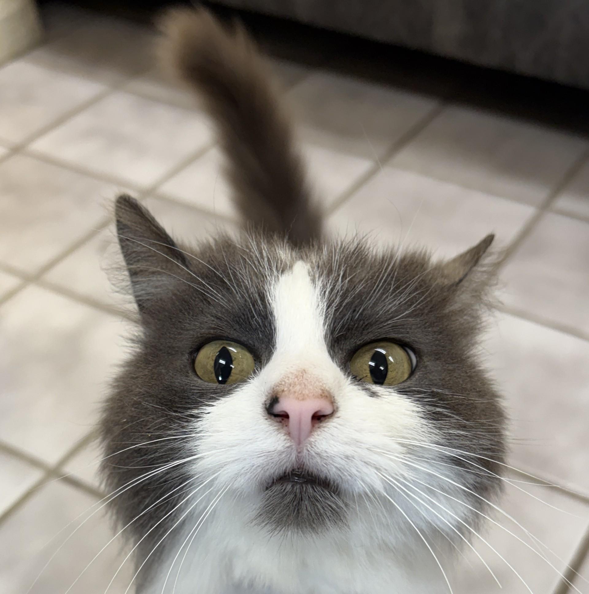 MABLE, ADOPTABLE, Senior Female Calico.