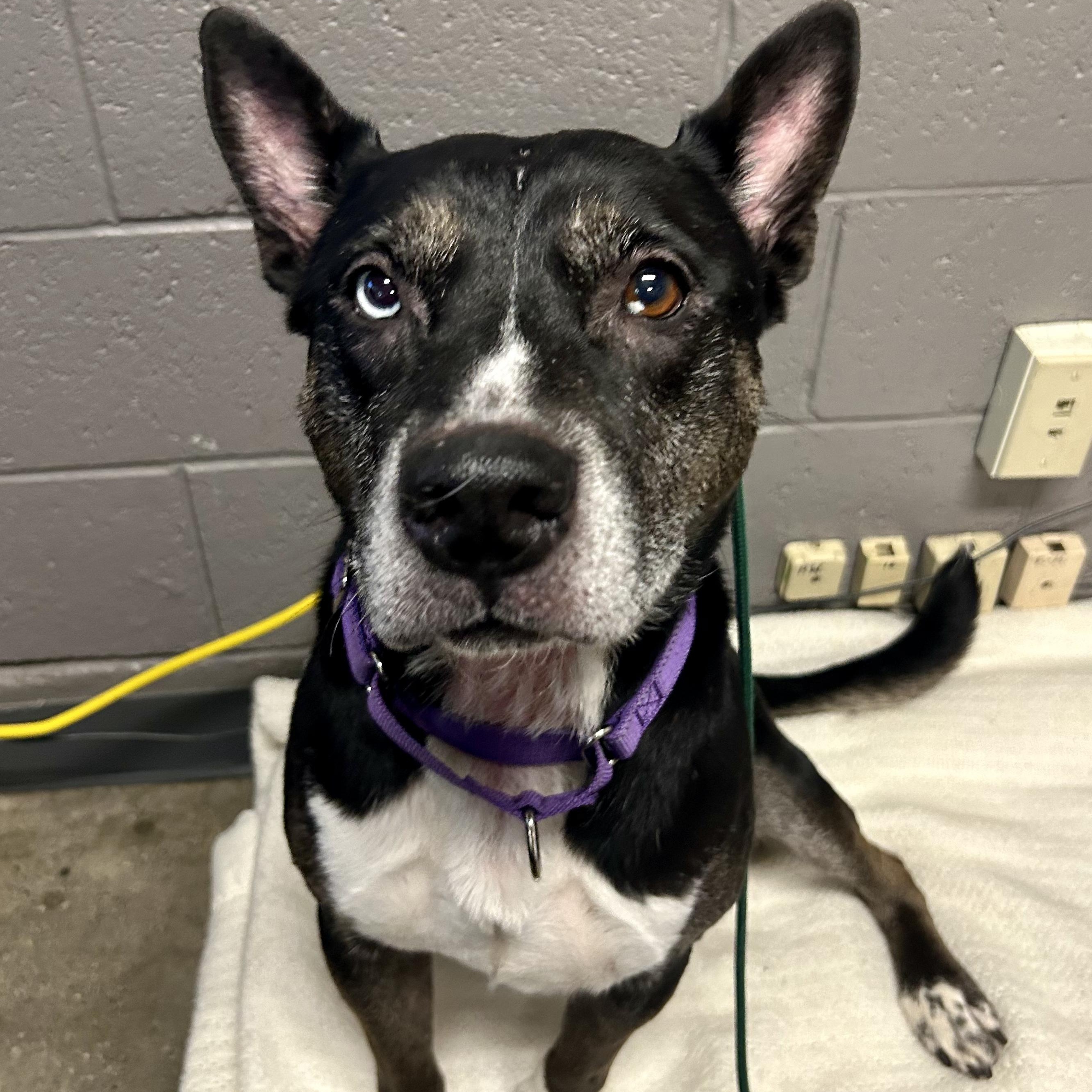 Bella, the beauty!, a Adoptable mixed breed in Grass Valley, CA image 2/6