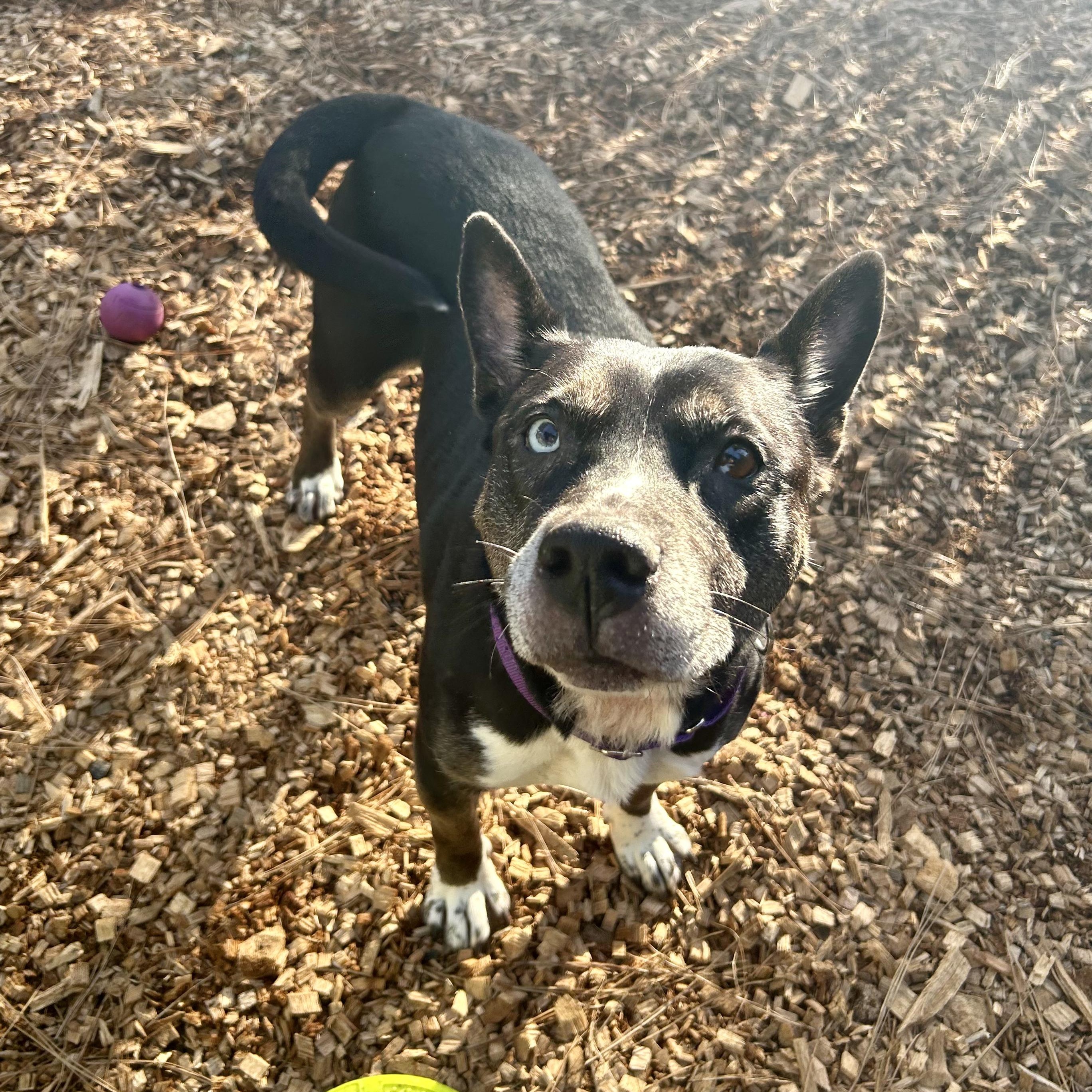 Bella, the beauty!, a Adoptable mixed breed in Grass Valley, CA image 3/6