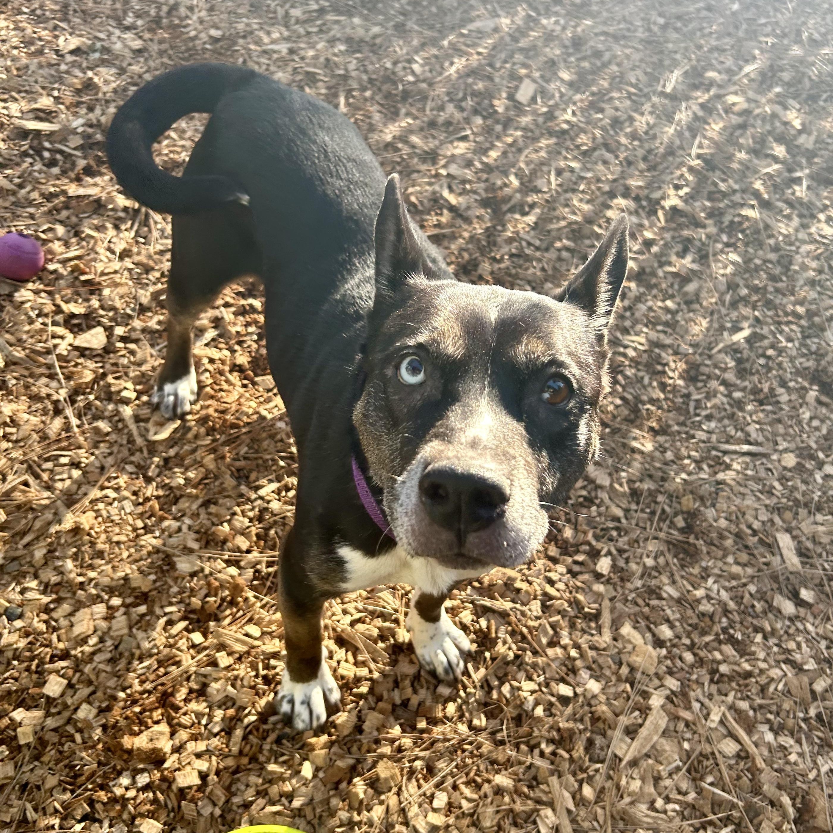 Bella, the beauty!, a Adoptable mixed breed in Grass Valley, CA image 1/6