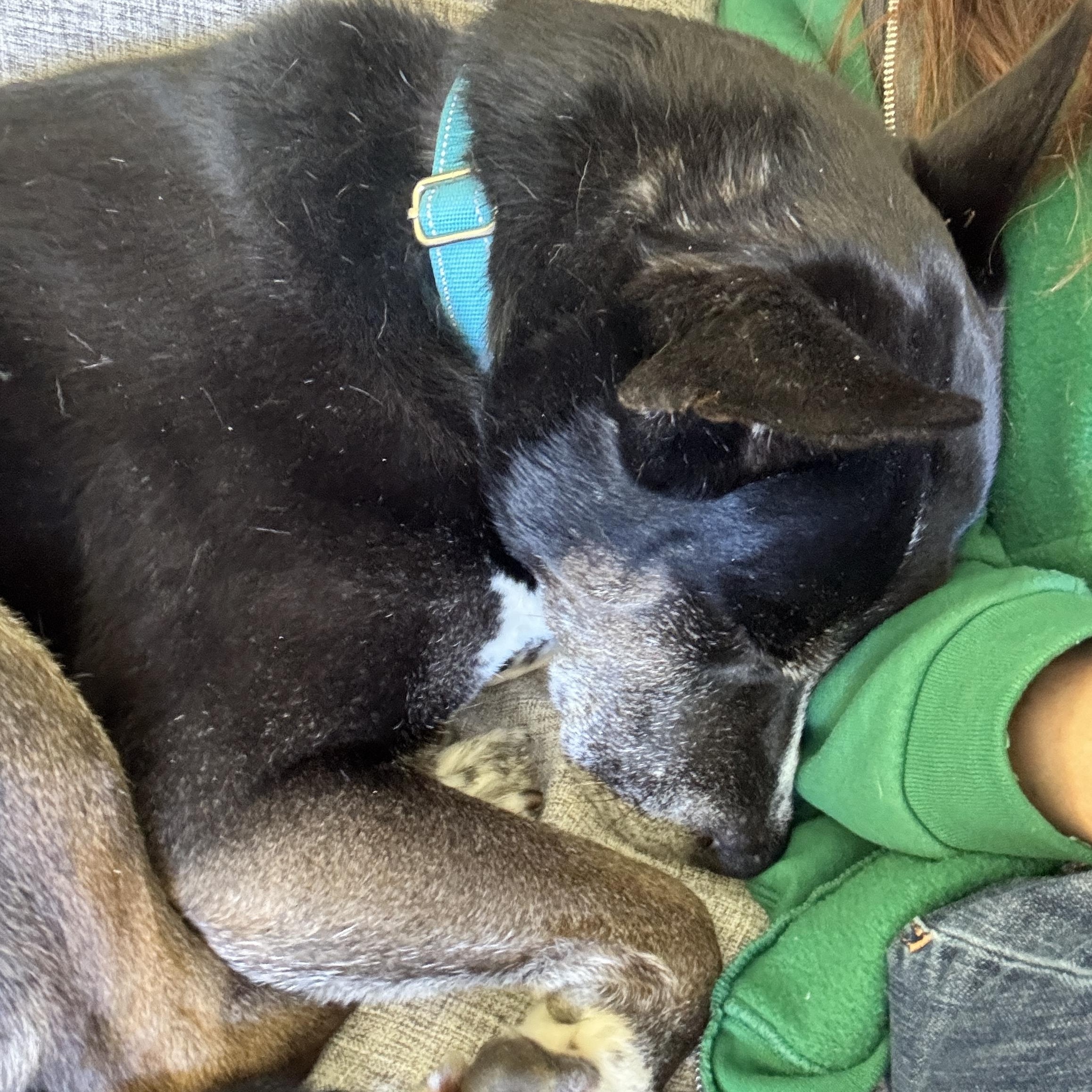 Enlarge Bella- Your New Best Friend, a Adoptable mixed breed in Grass Valley, CA image 4/6