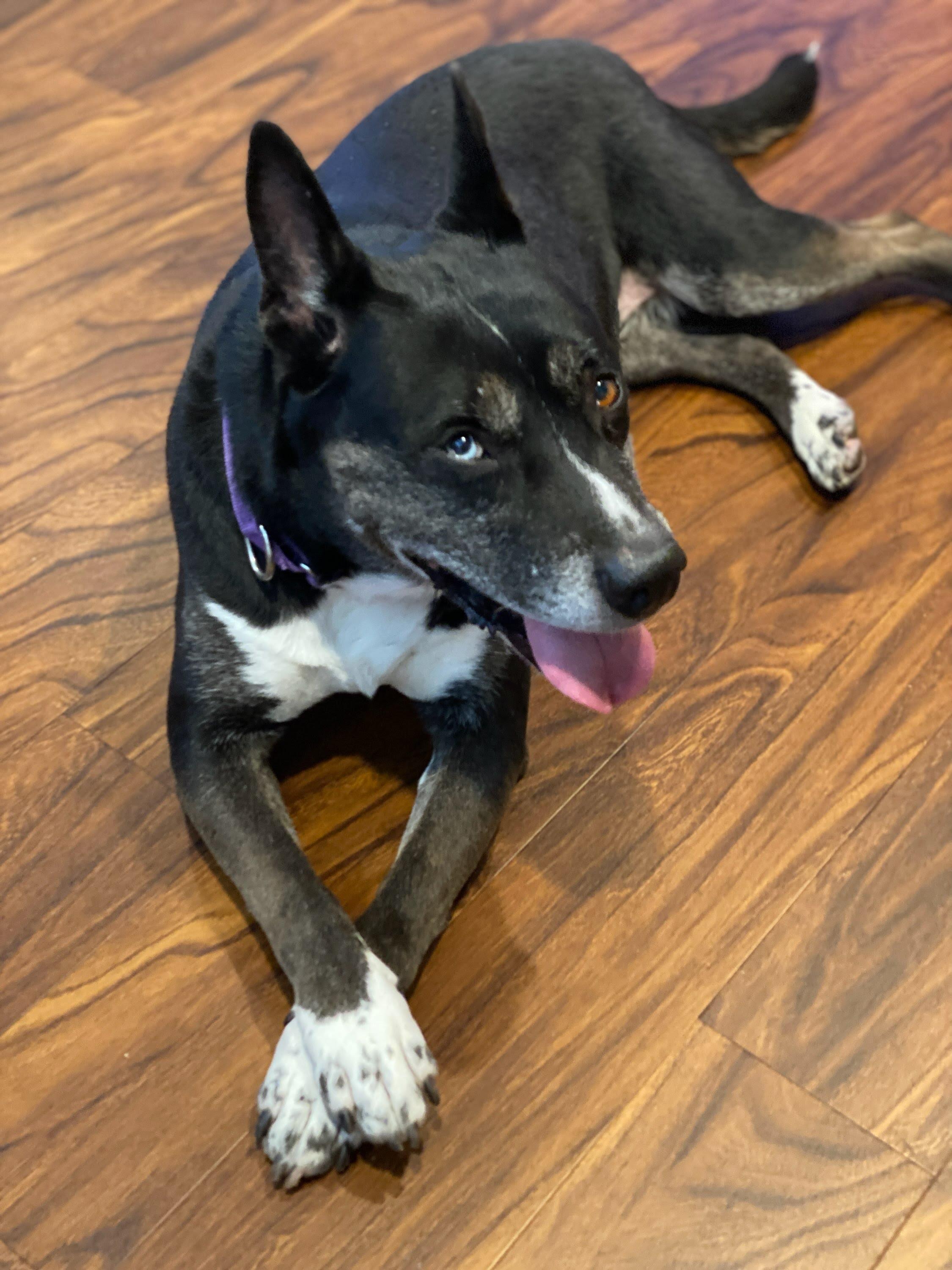 Bella, the beauty!, a Adoptable mixed breed in Grass Valley, CA image 4/6