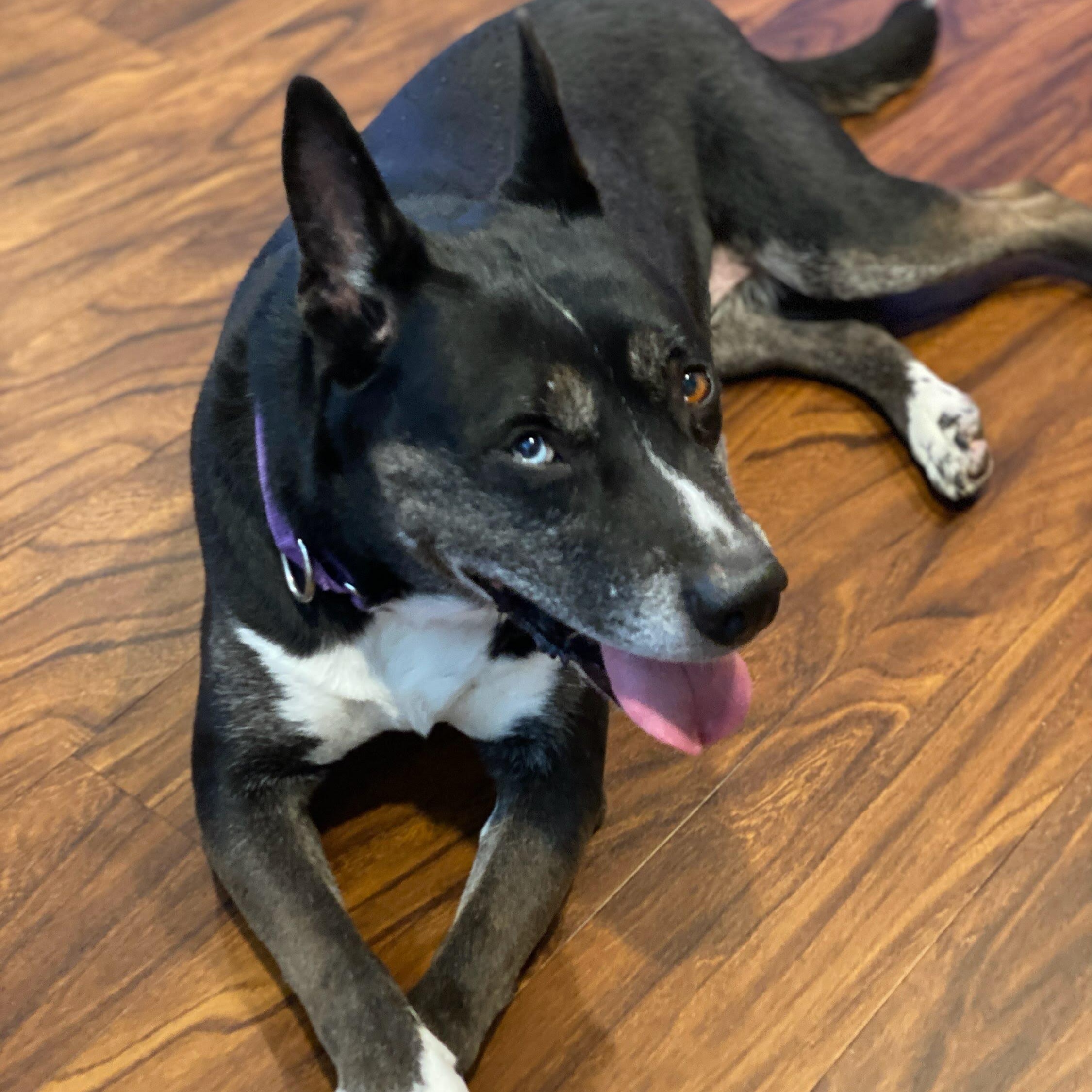 Enlarge Bella, the shelter's longest resident, a Adoptable mixed breed in Grass Valley, CA image 4/6