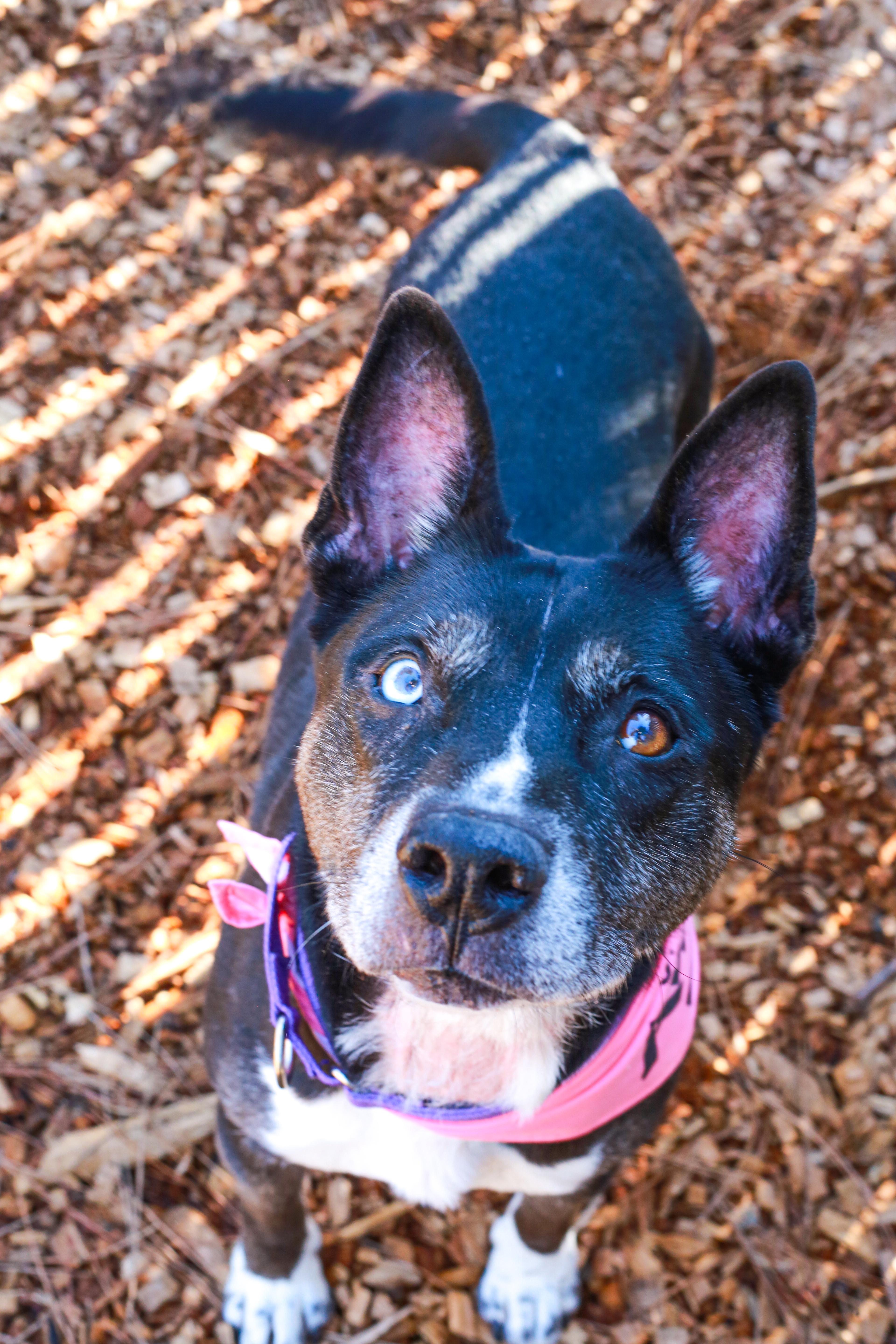 Enlarge Bella, the beauty!, a Adoptable mixed breed in Grass Valley, CA image 1/5