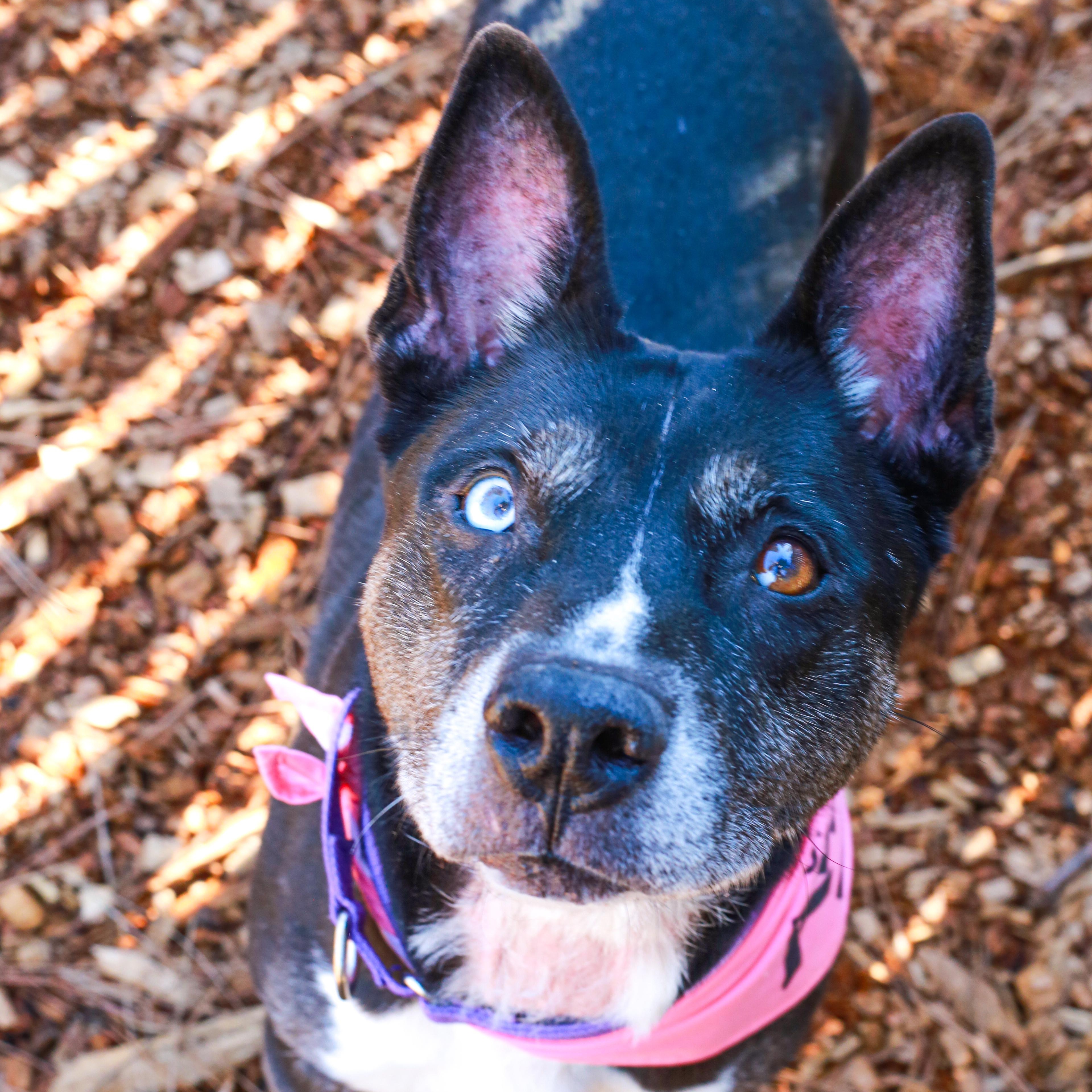 Enlarge Bella, the shelter's longest resident, a Adoptable mixed breed in Grass Valley, CA image 1/6
