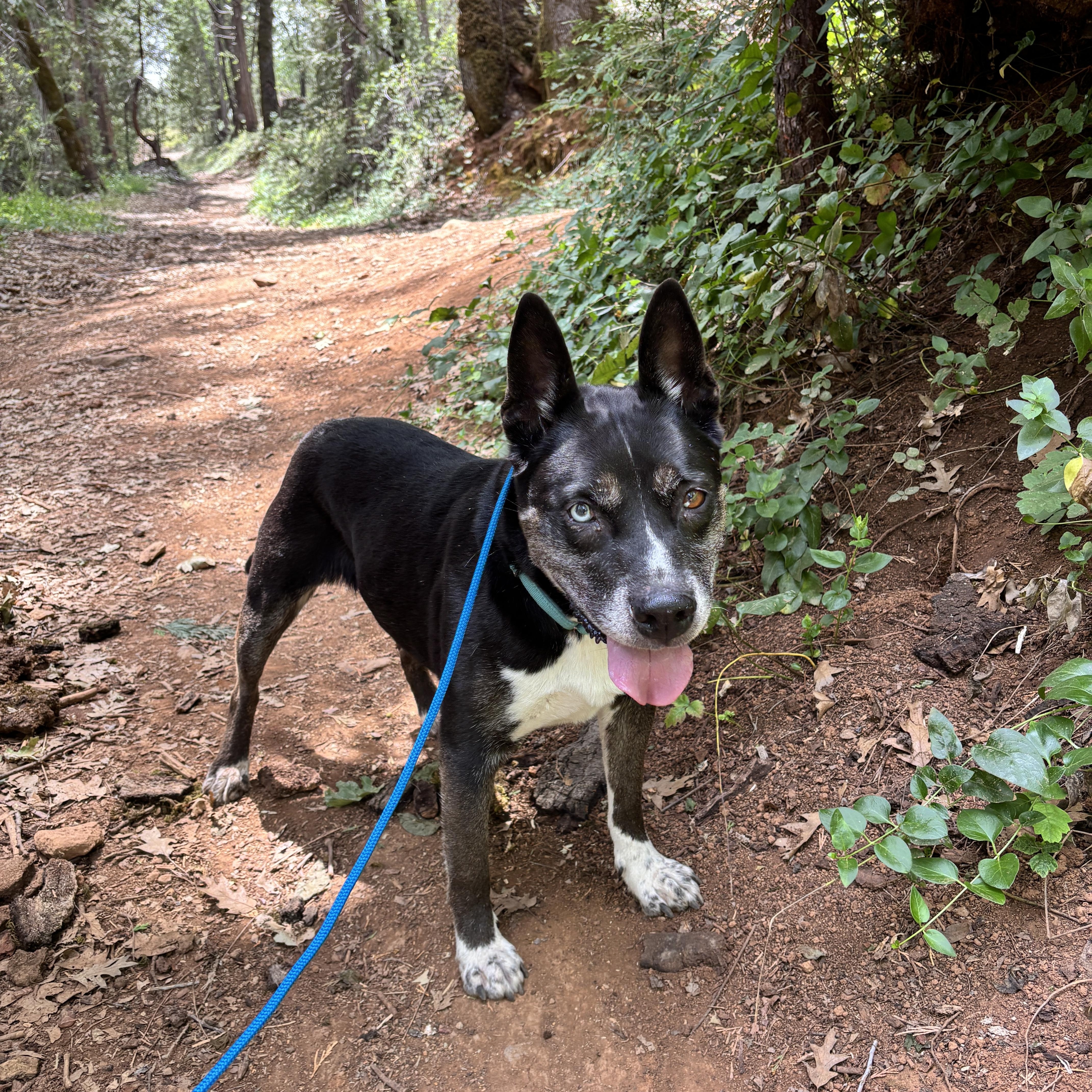 Enlarge Bella- Your New Best Friend, a Adoptable mixed breed in Grass Valley, CA image 3/6