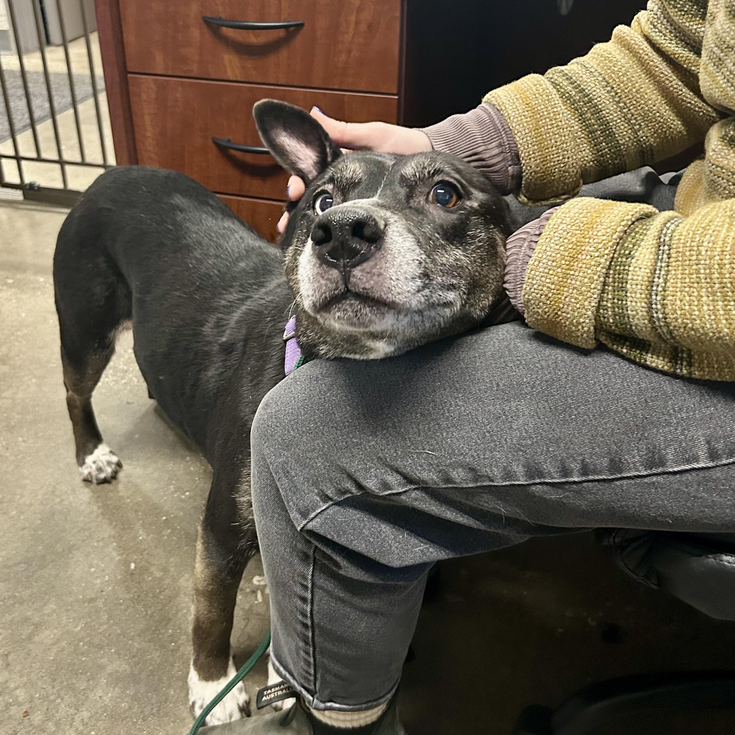 Bella, the beauty!, a Adoptable mixed breed in Grass Valley, CA image 4/6