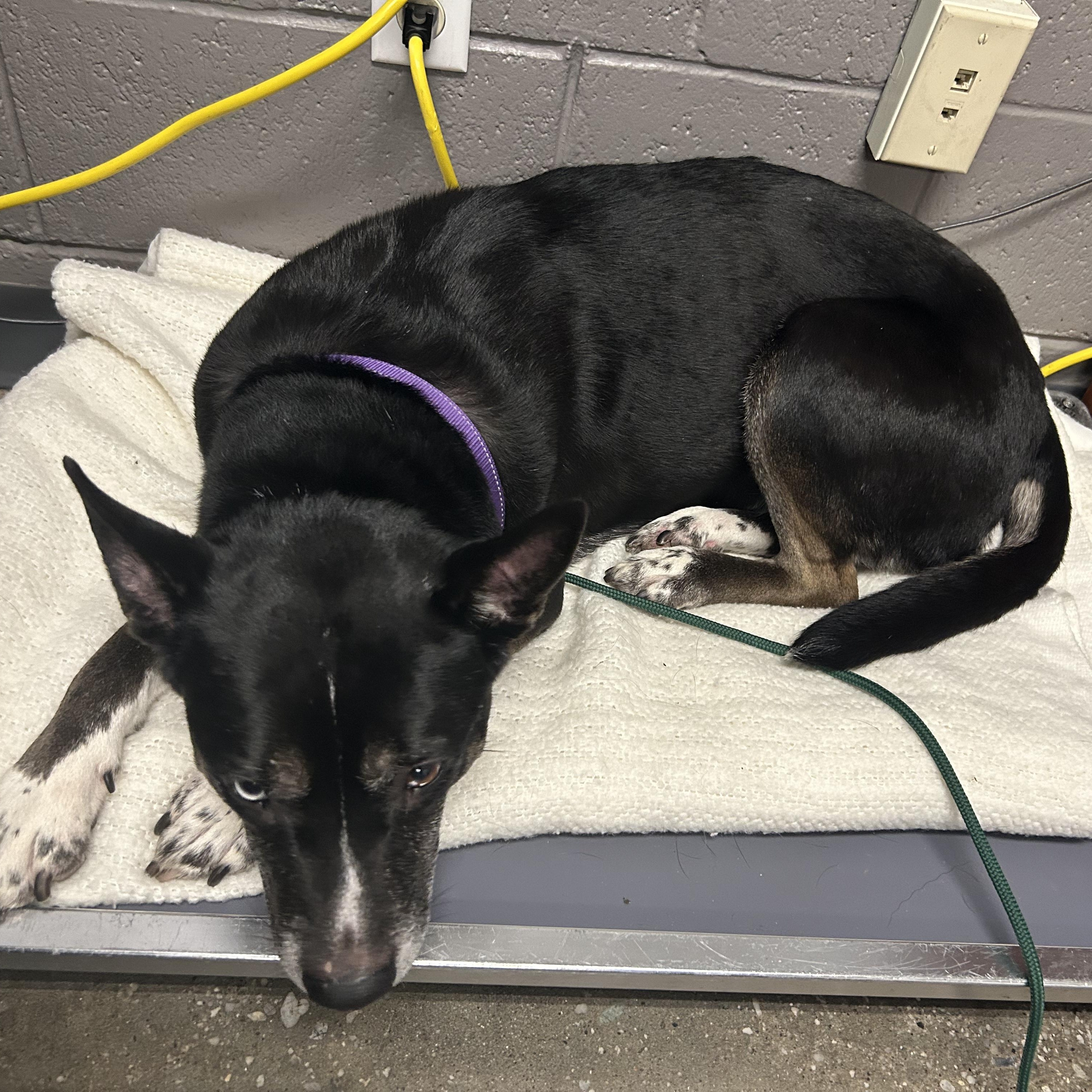 Bella, the beauty!, a Adoptable mixed breed in Grass Valley, CA image 5/6