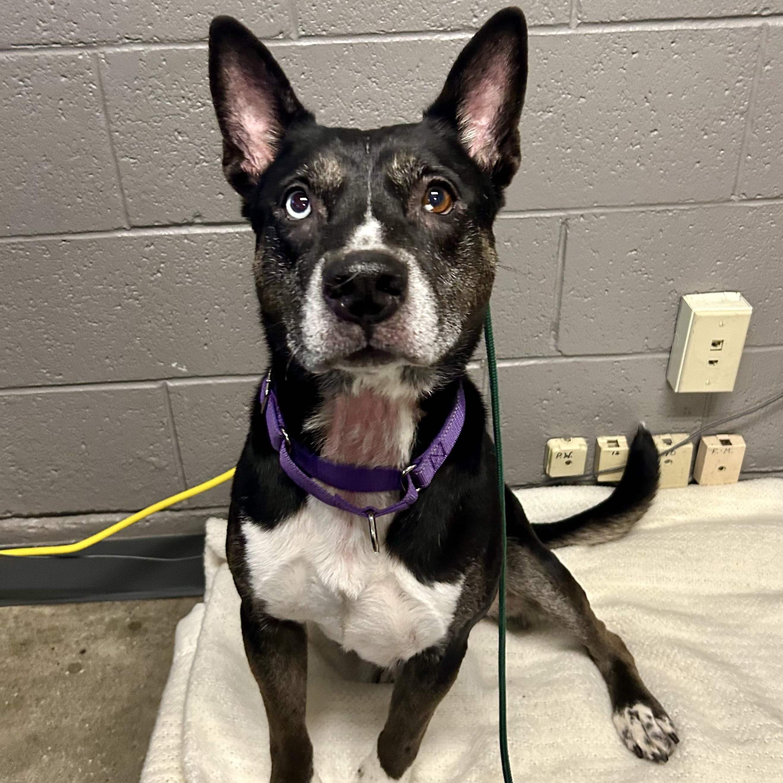 Bella, the beauty!, a Adoptable mixed breed in Grass Valley, CA image 6/6