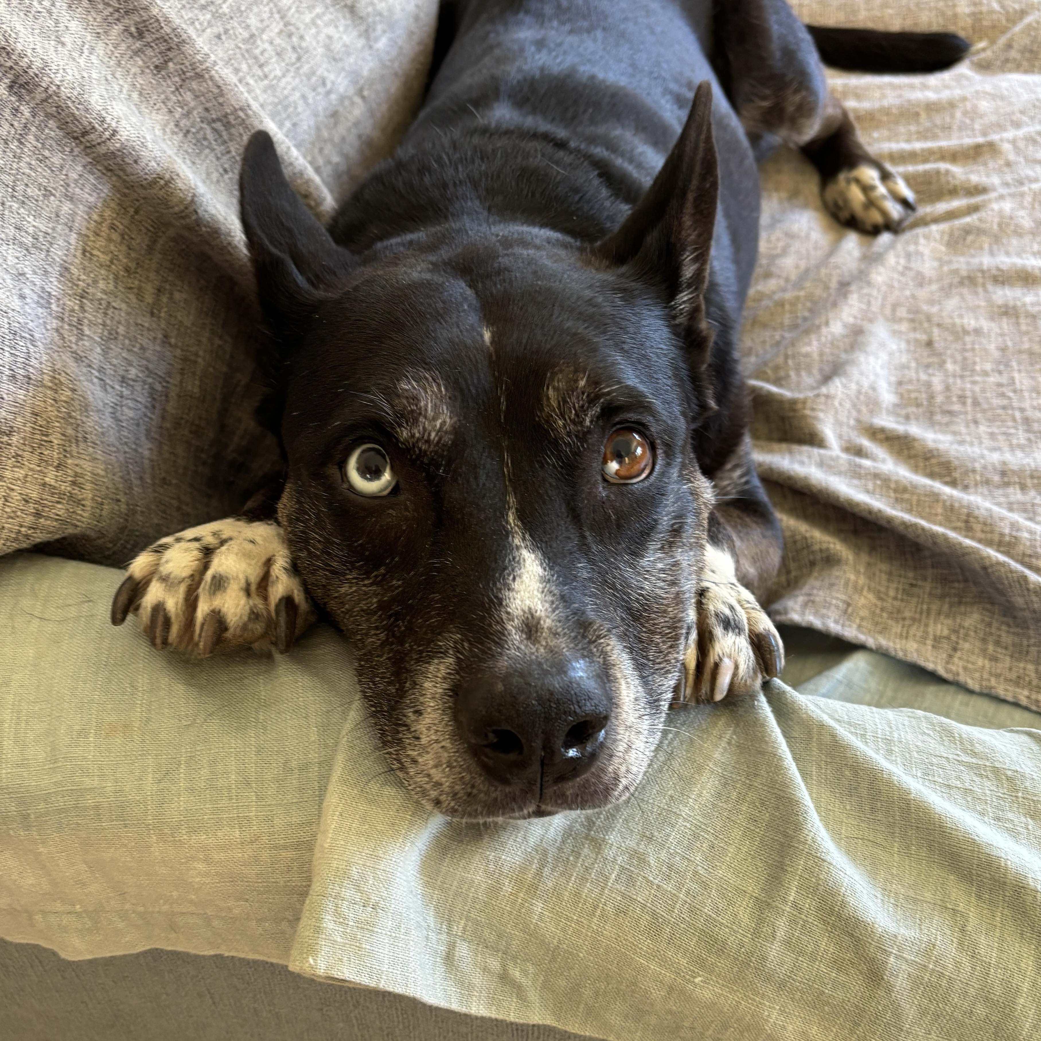 Enlarge Bella- Your New Best Friend, a Adoptable mixed breed in Grass Valley, CA image 2/6
