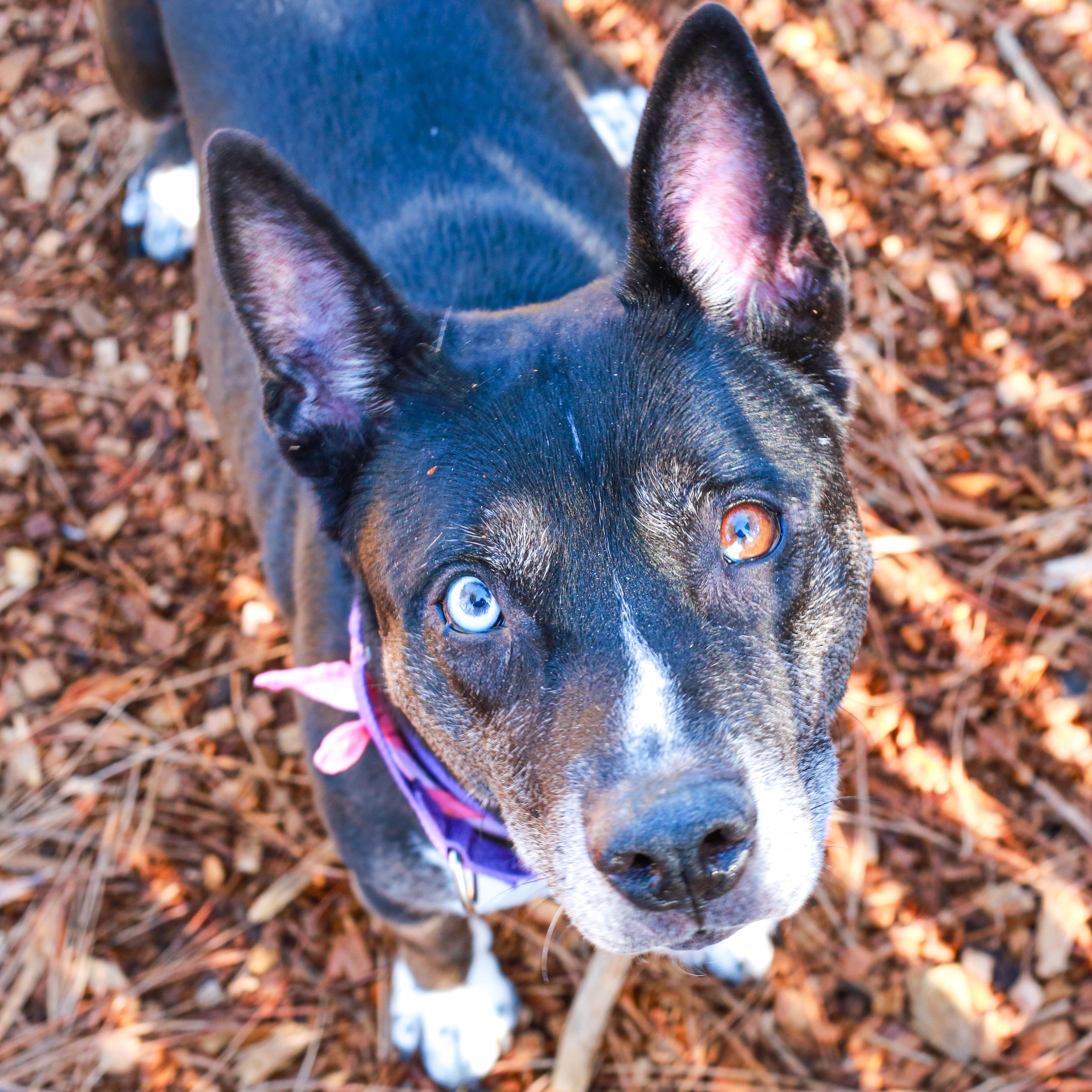 Enlarge Bella, the shelter's longest resident, a Adoptable mixed breed in Grass Valley, CA image 2/6