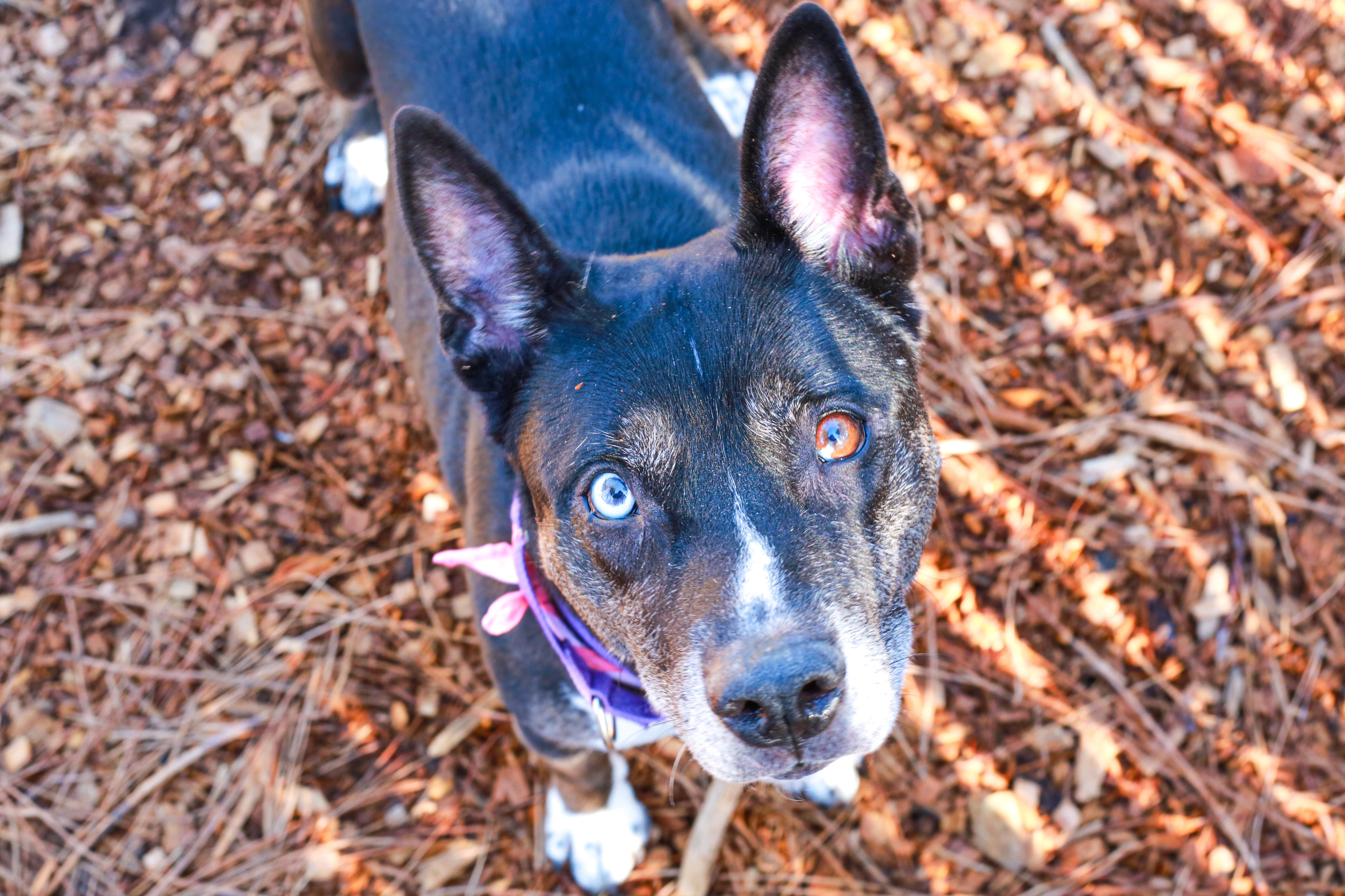 Enlarge Bella, the beauty!, a Adoptable mixed breed in Grass Valley, CA image 3/5