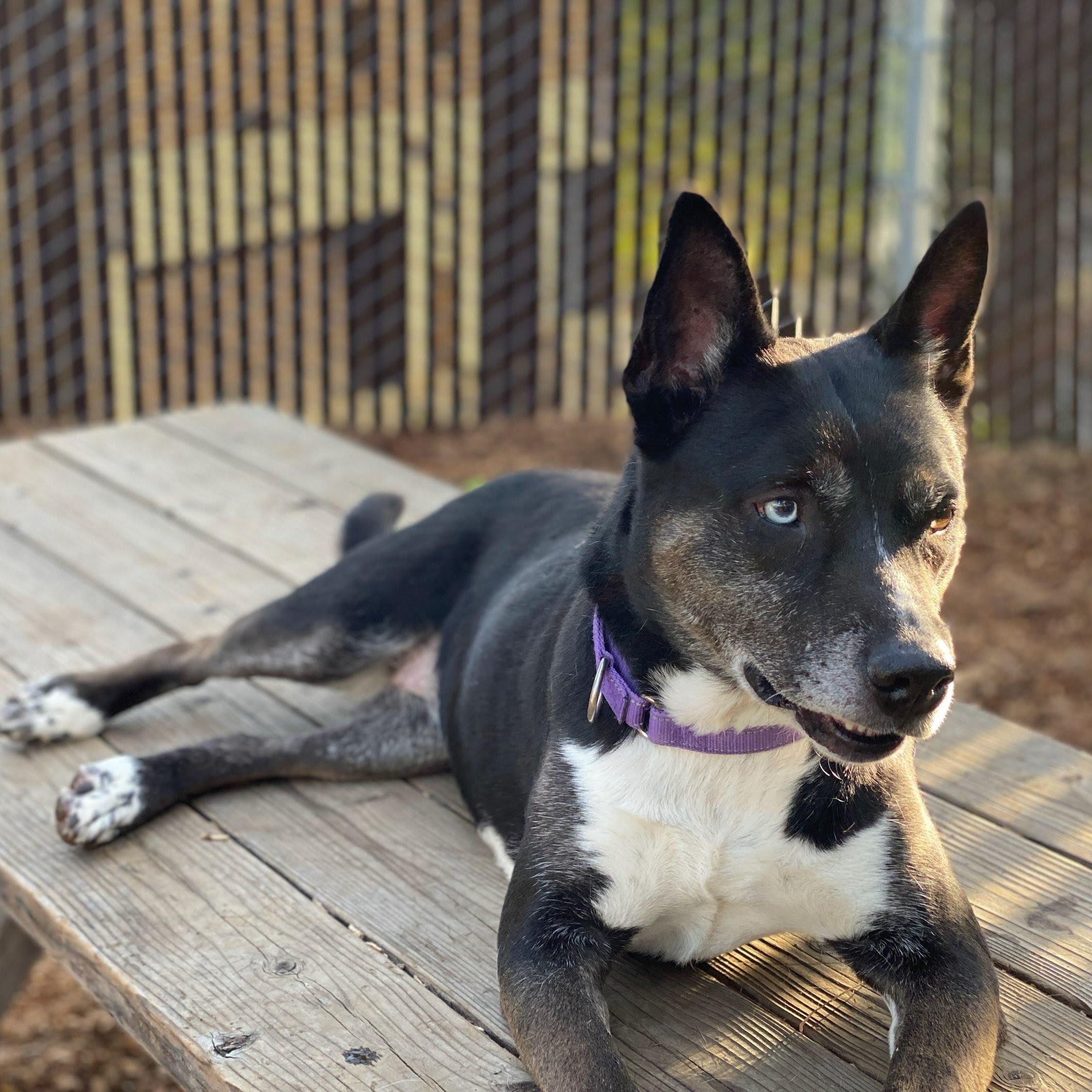 Enlarge Bella, the shelter's longest resident, a Adoptable mixed breed in Grass Valley, CA image 6/6