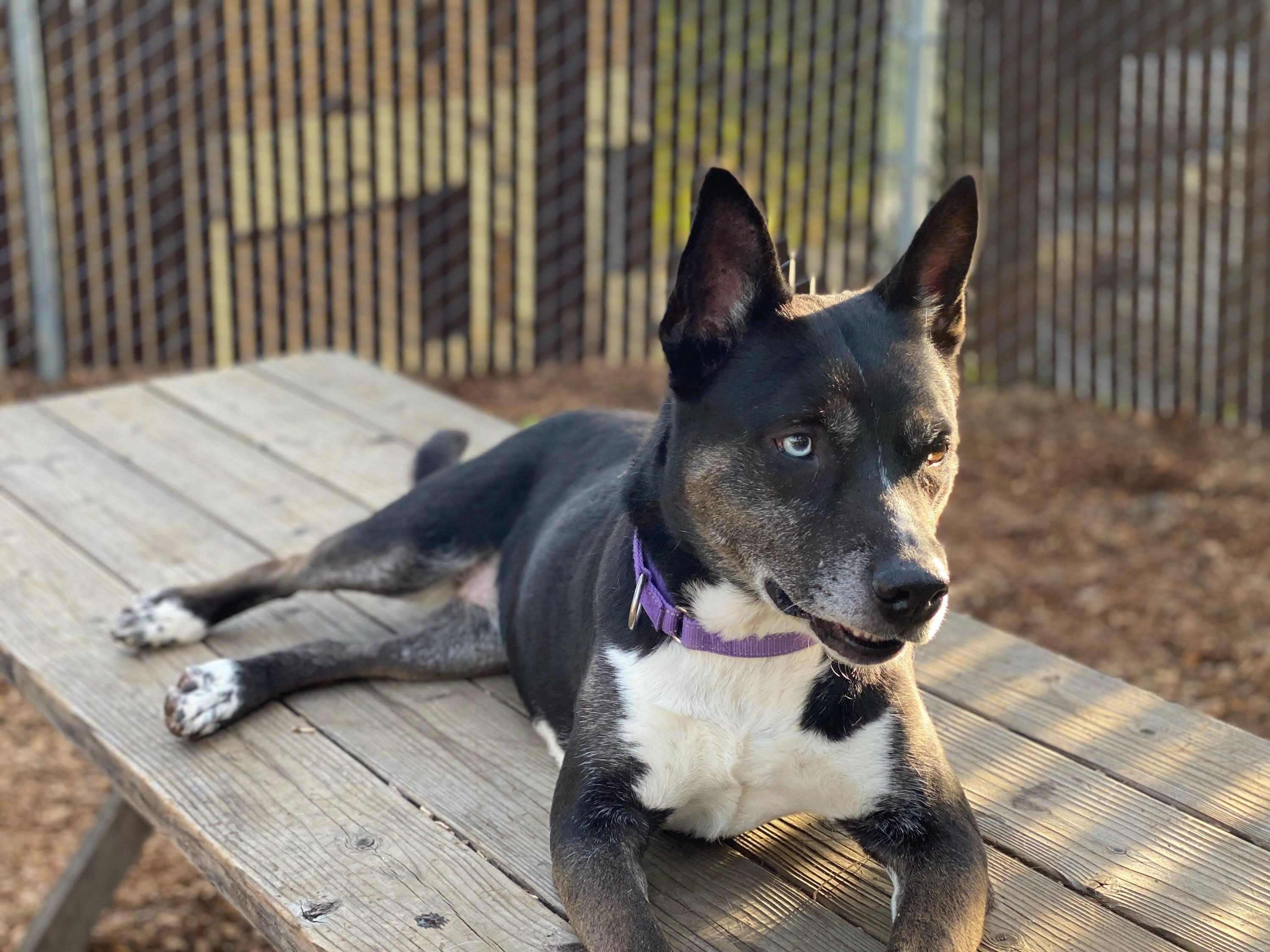 Bella, the beauty!, a Adoptable mixed breed in Grass Valley, CA image 6/6