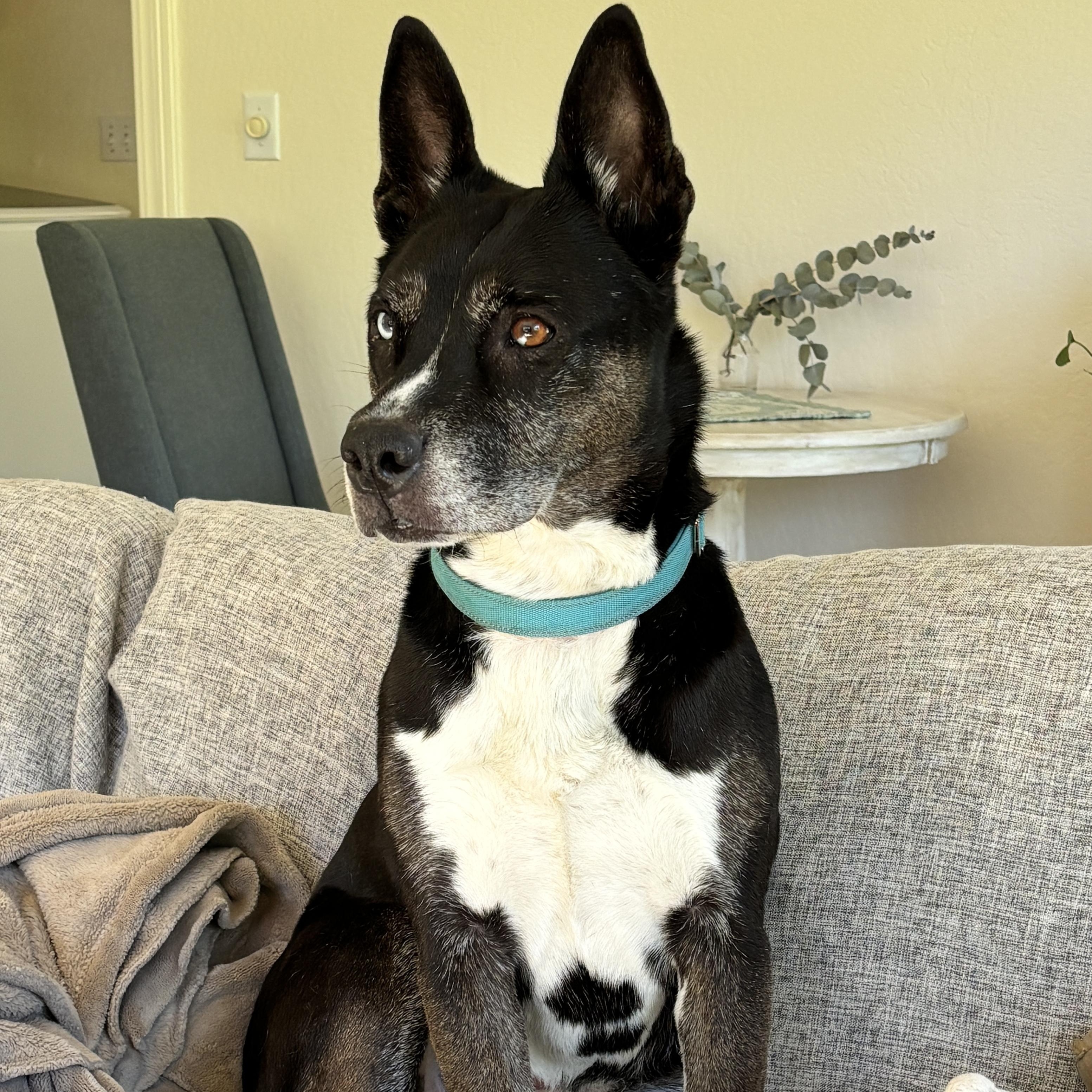 Bella- Your New Best Friend, Adoptable, Adult Female Cattle Dog & Husky.