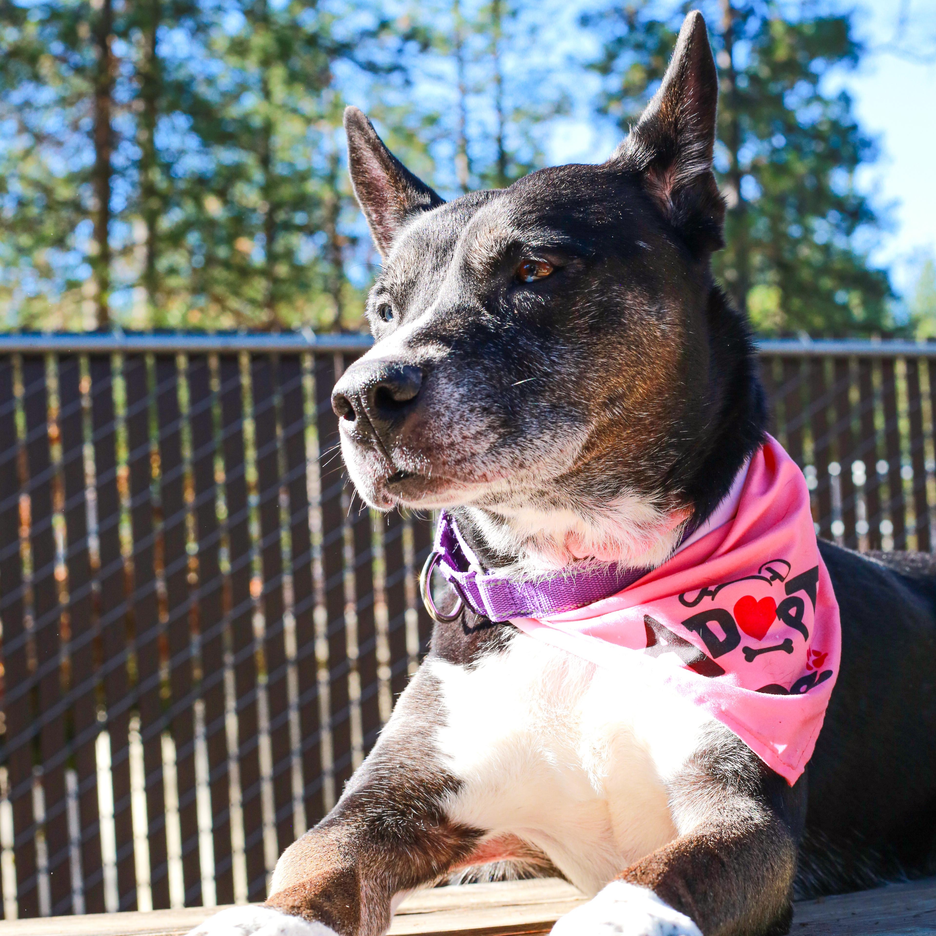 Enlarge Bella, the shelter's longest resident, a Adoptable mixed breed in Grass Valley, CA image 3/6