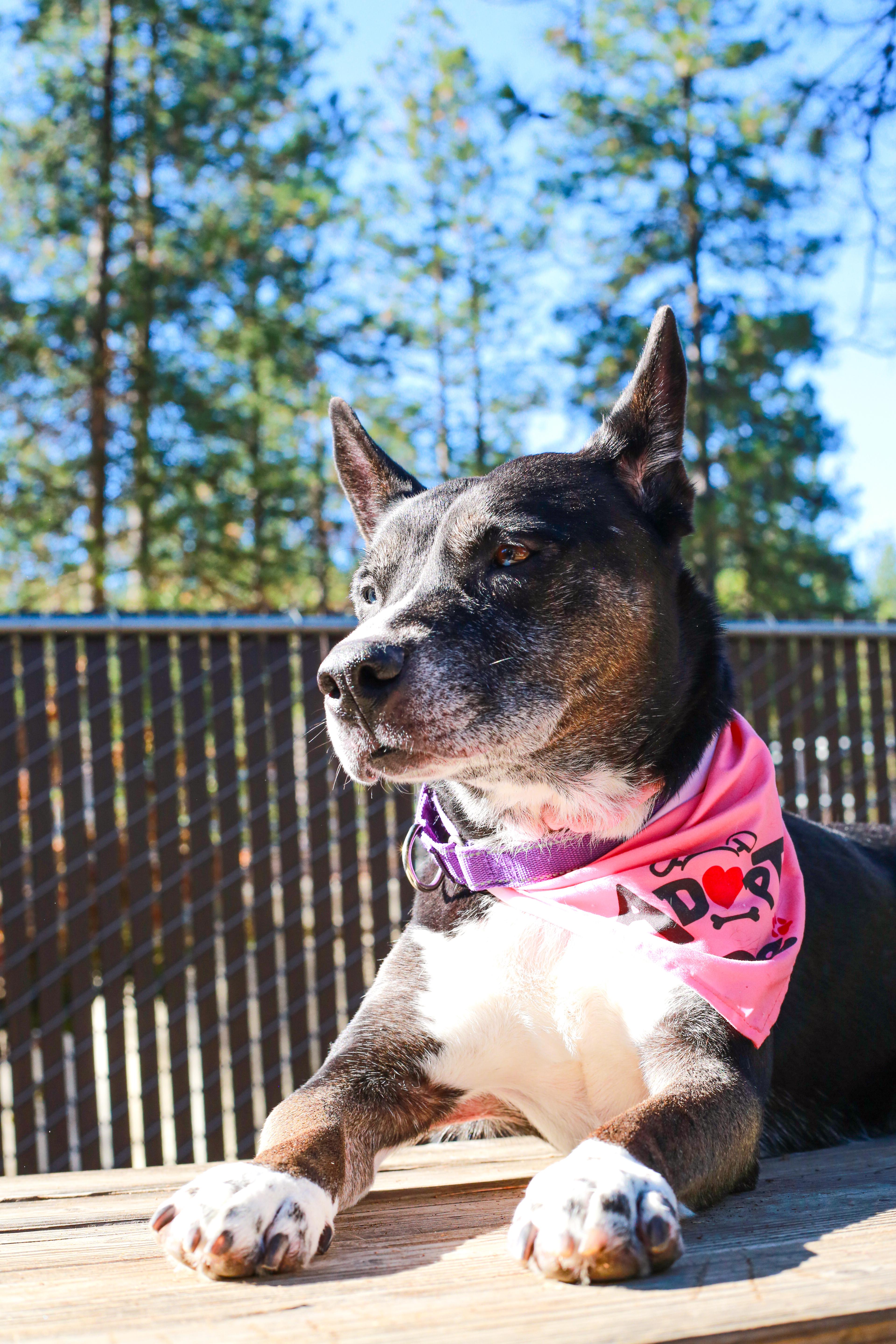 Enlarge Bella, the beauty!, a Adoptable mixed breed in Grass Valley, CA image 4/5