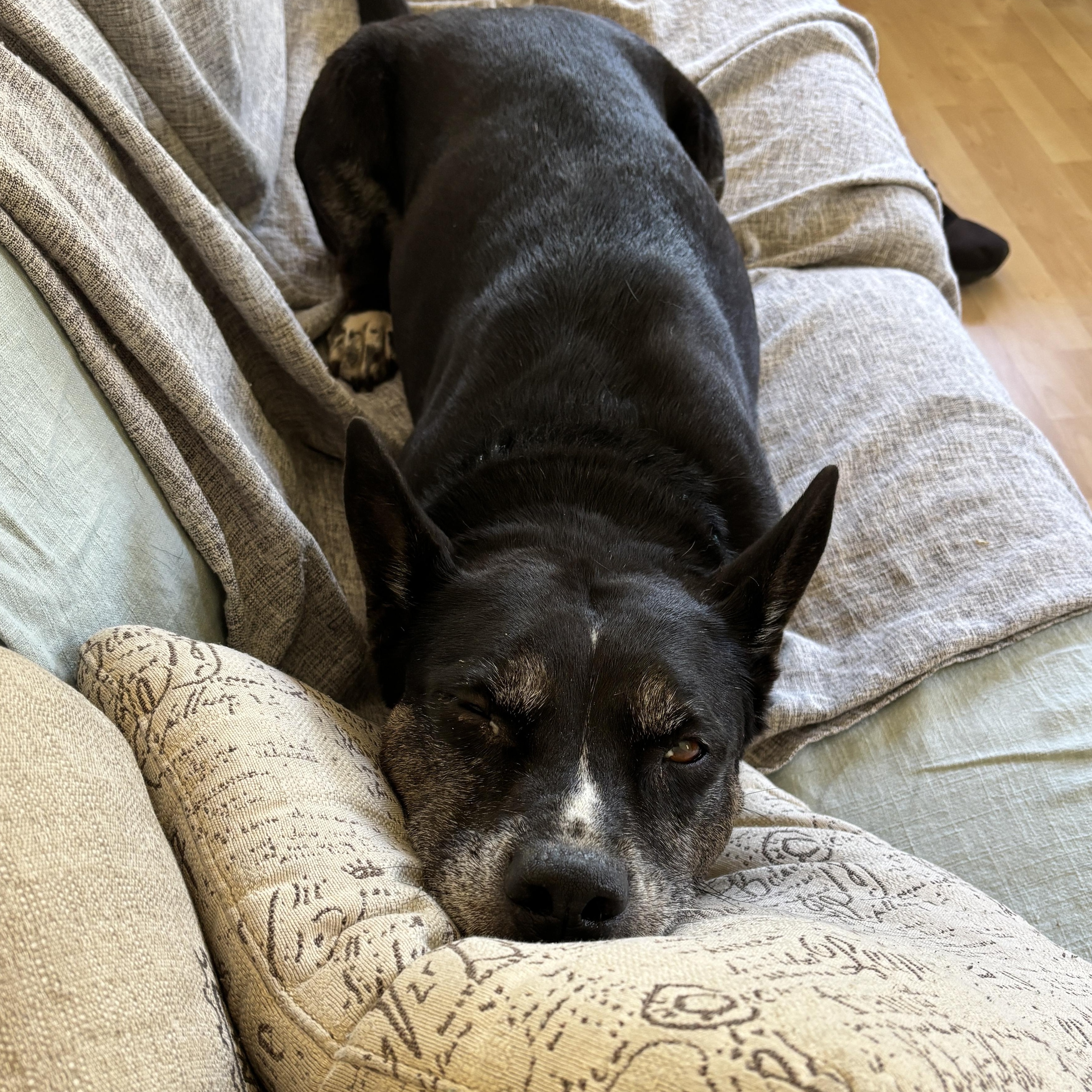 Enlarge Bella- Your New Best Friend, a Adoptable mixed breed in Grass Valley, CA image 5/6