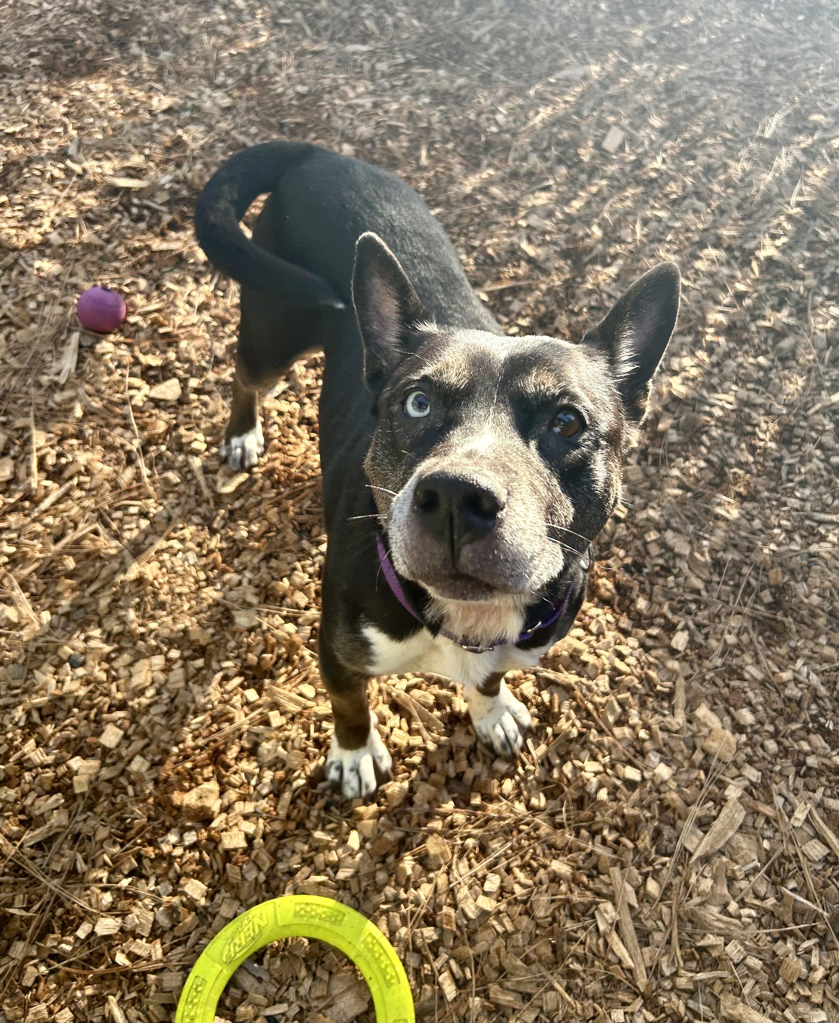 Enlarge Bella, the beauty!, a Adoptable mixed breed in Grass Valley, CA image 5/5