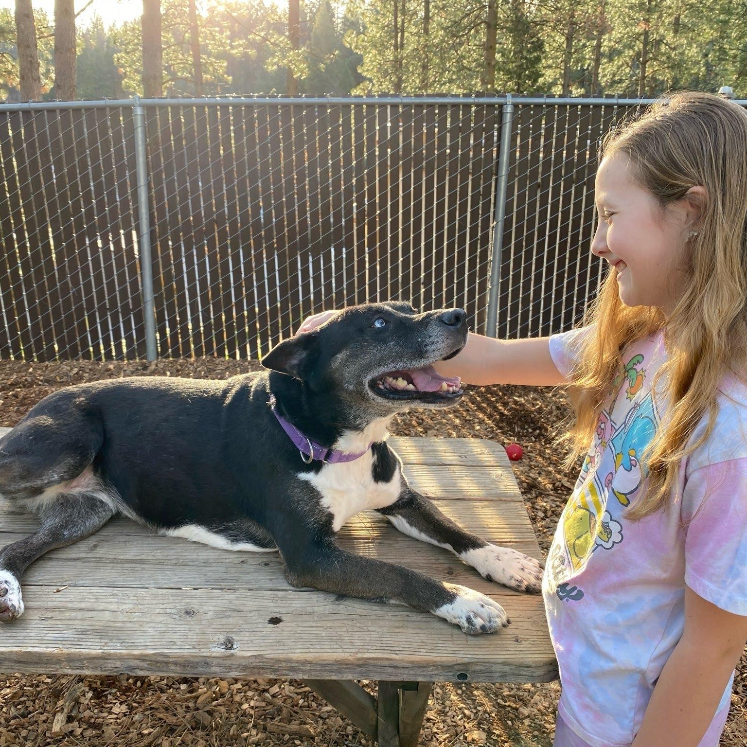 Enlarge Bella, the shelter's longest resident, a Adoptable mixed breed in Grass Valley, CA image 5/6